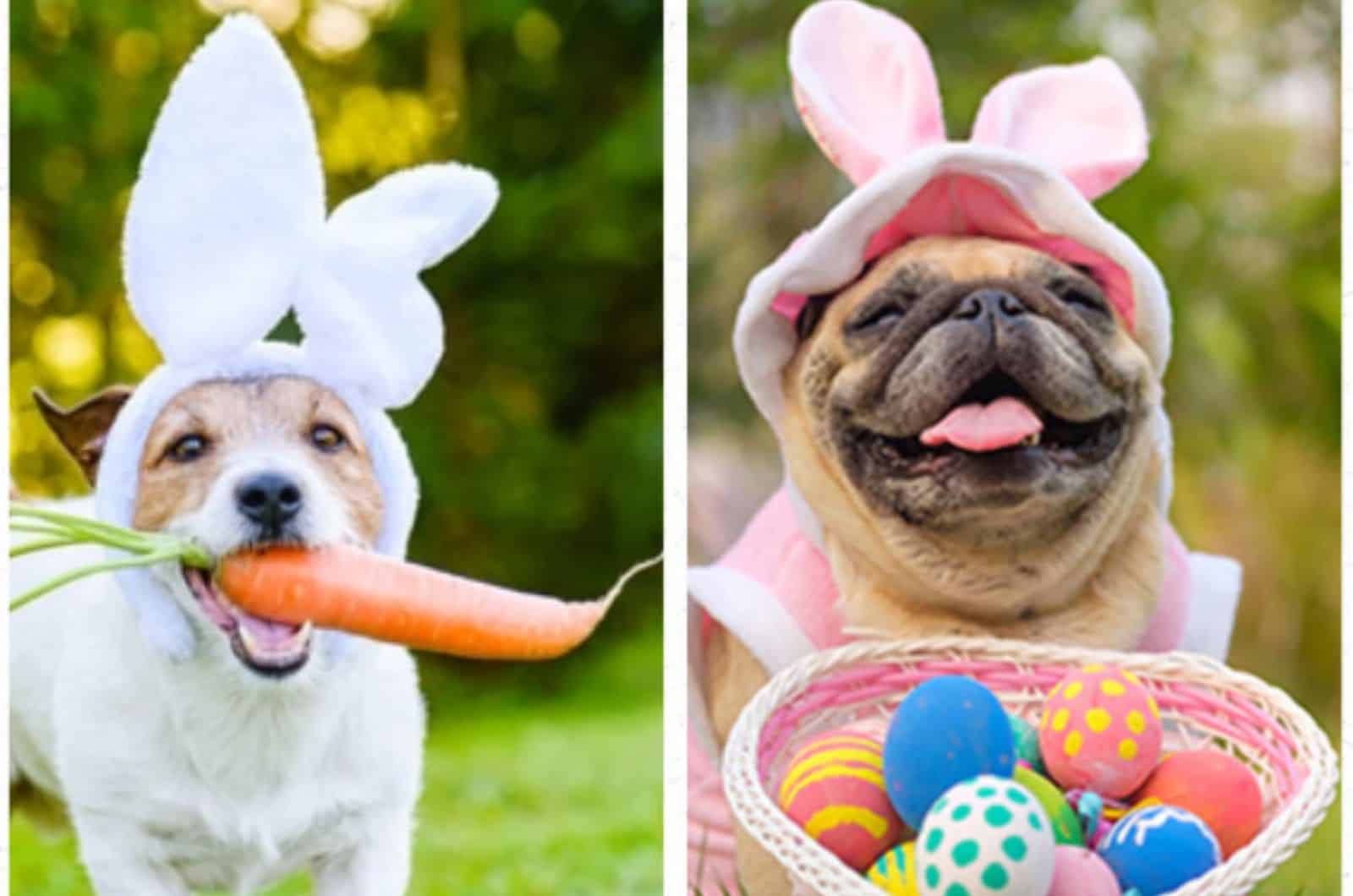 15 Dogs In Easter Outfits That Are Cuteness Overload