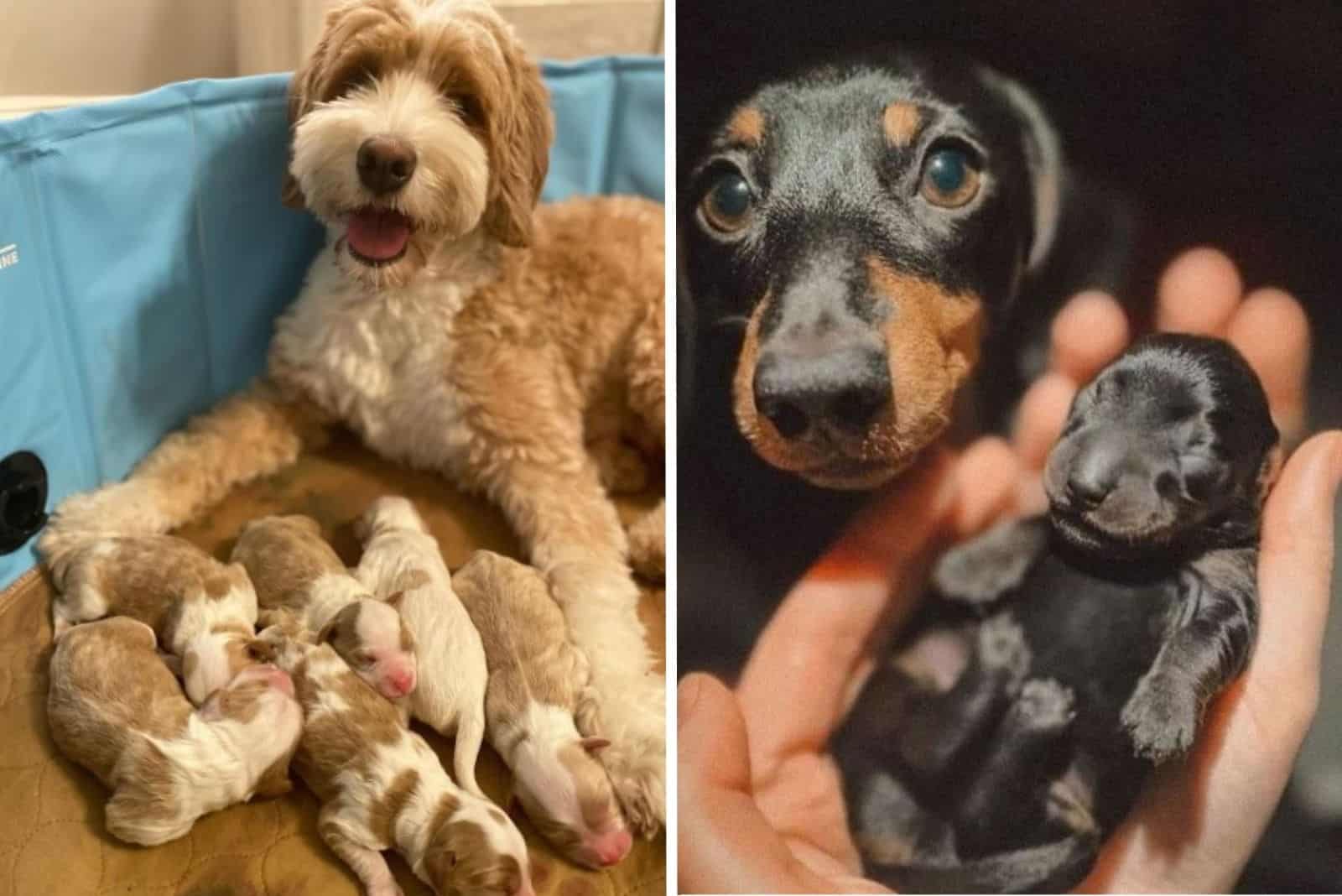 15 Dogs With Their Minis That Are Too Pawdorable To Handle