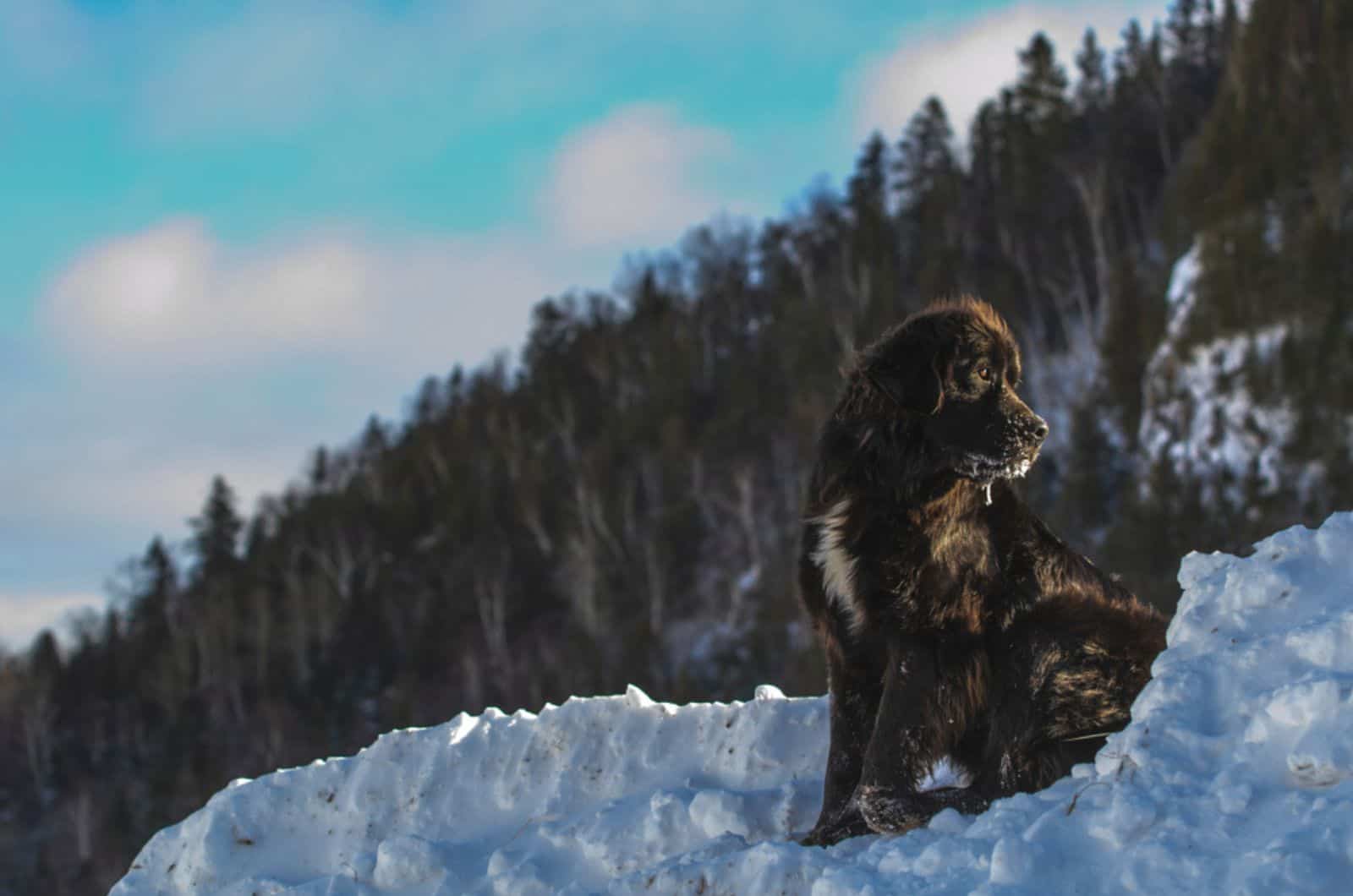 15 Mountain Dog Breeds That Will Make Your Hut Safer