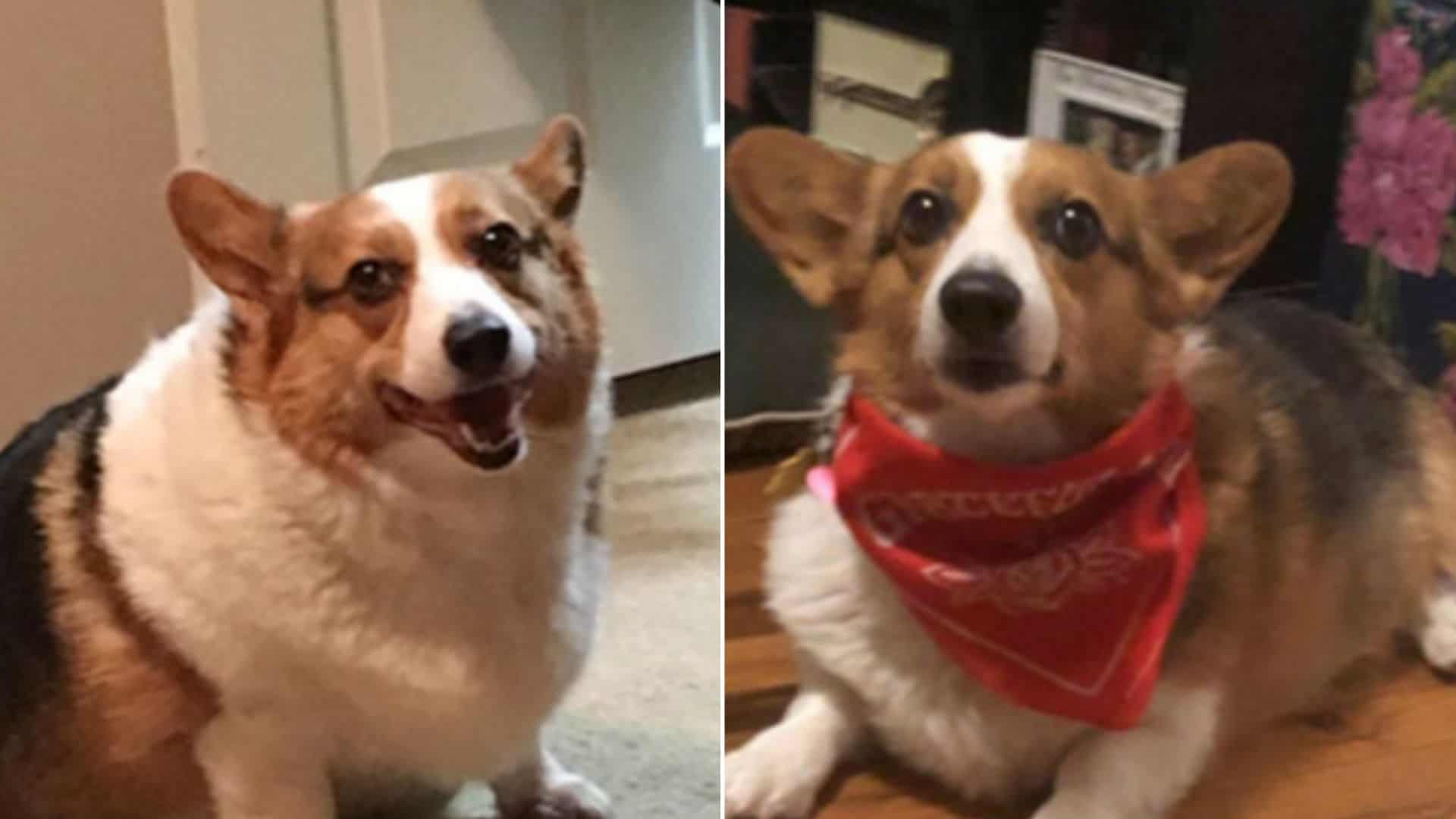 15 Dogs Before And After Weight Loss That Will Inspire You To Exercise