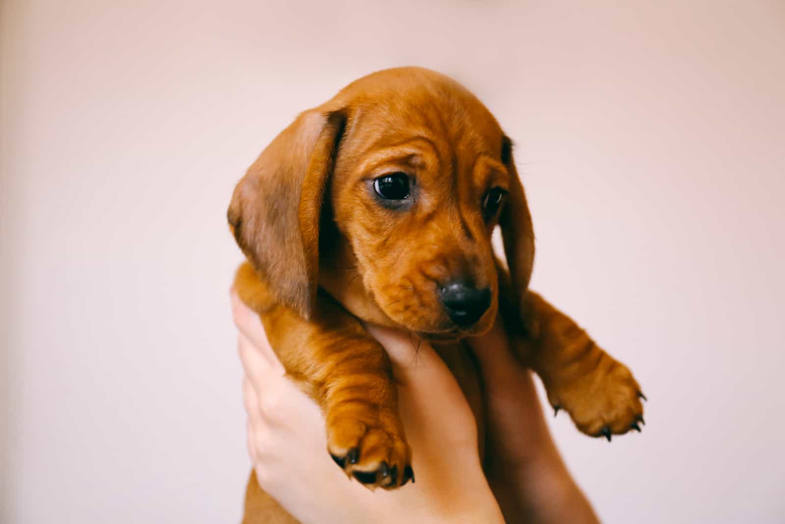 15 Reliable Dachshund Breeders In Georgia