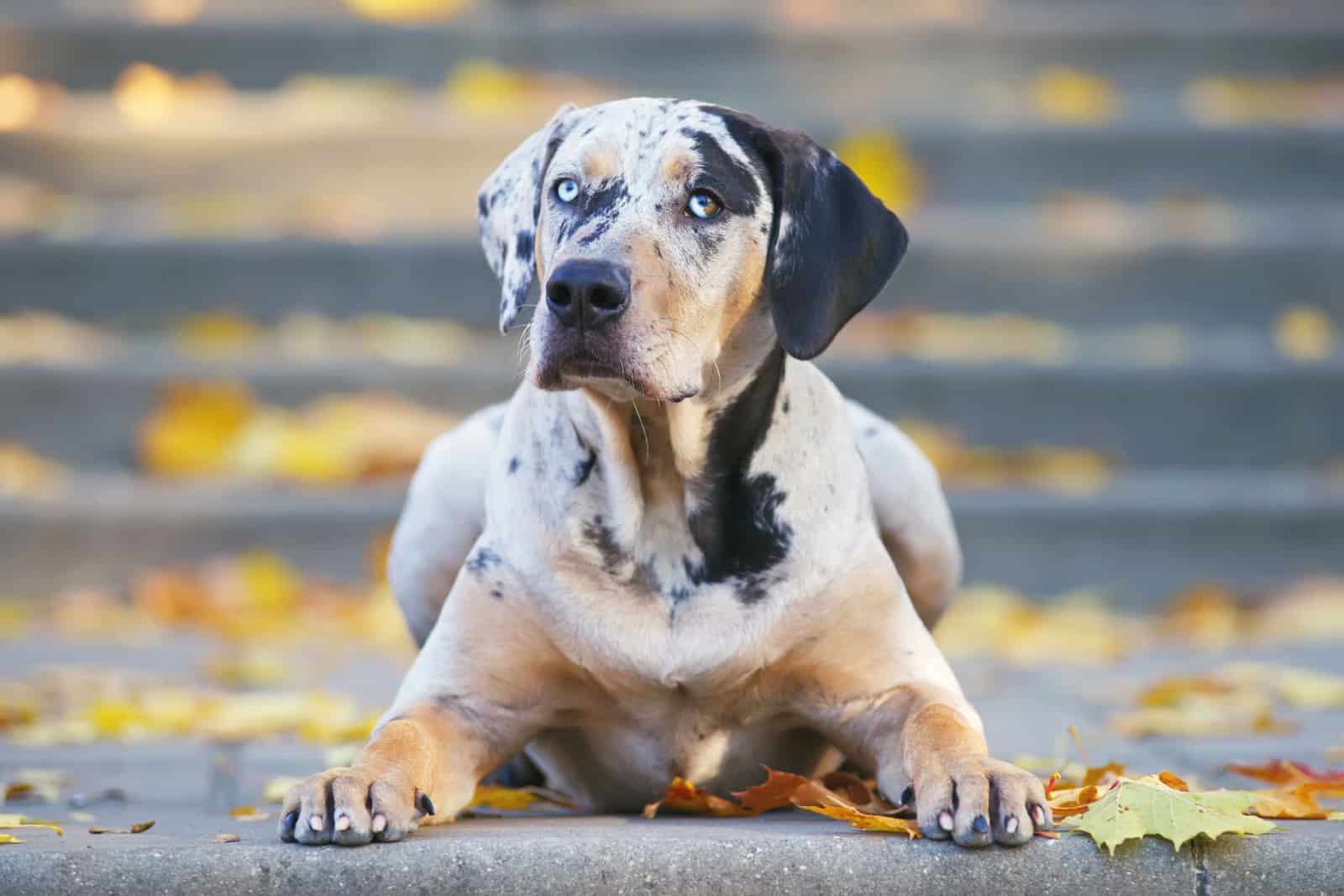 15 Reputable Catahoula Breeders You Can Trust