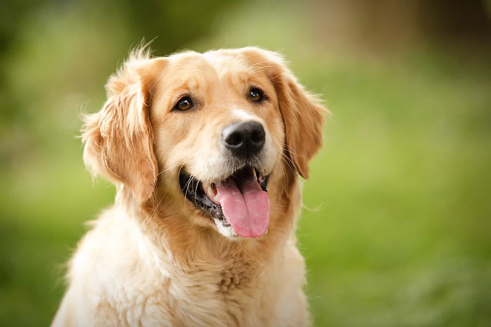 16 Best Examples Of Dogs That Look Like A Golden Retriever