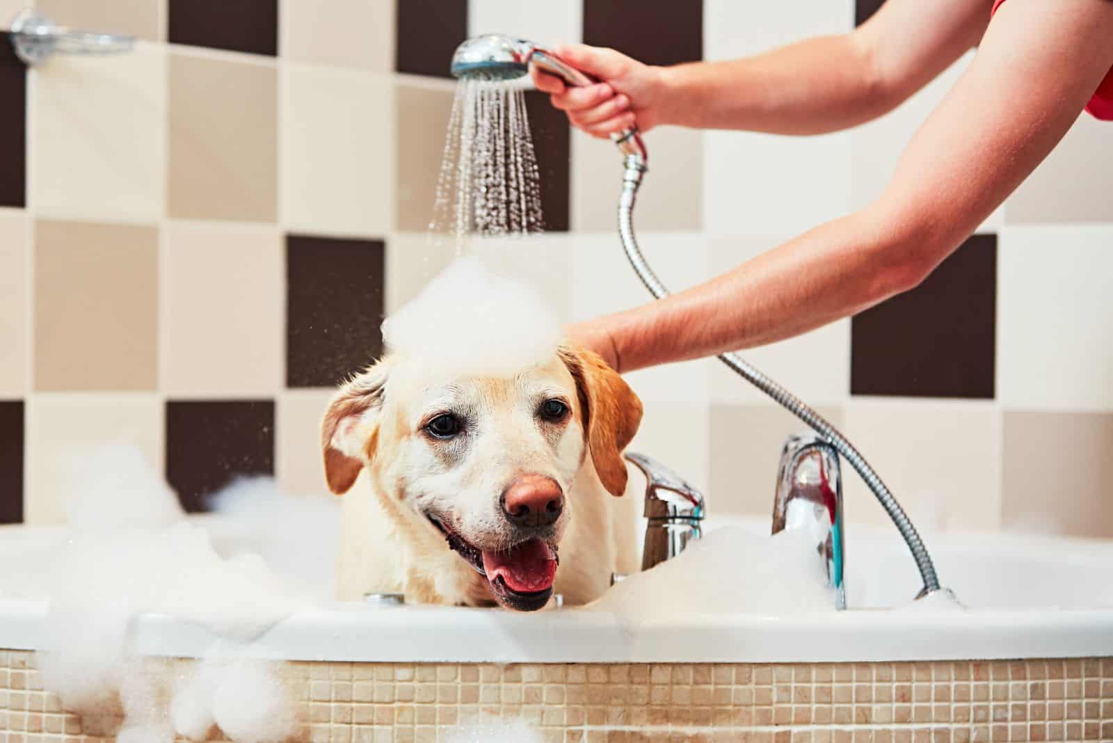 16 Options For The Best Shampoo For A Labrador Retriever