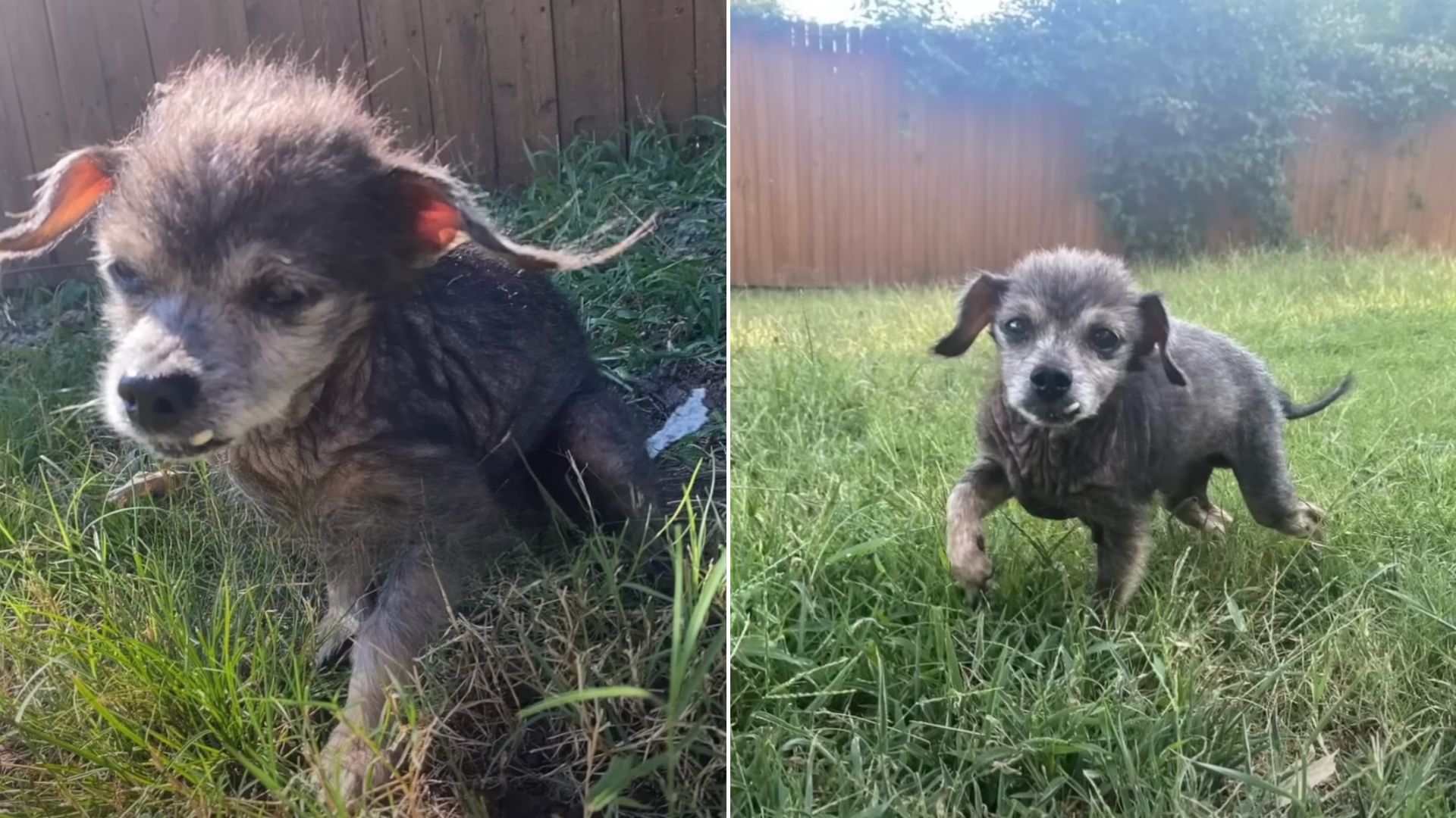 This 16-Year-Old Dog Was Depressed After His Owners Surrendered Him To A Shelter