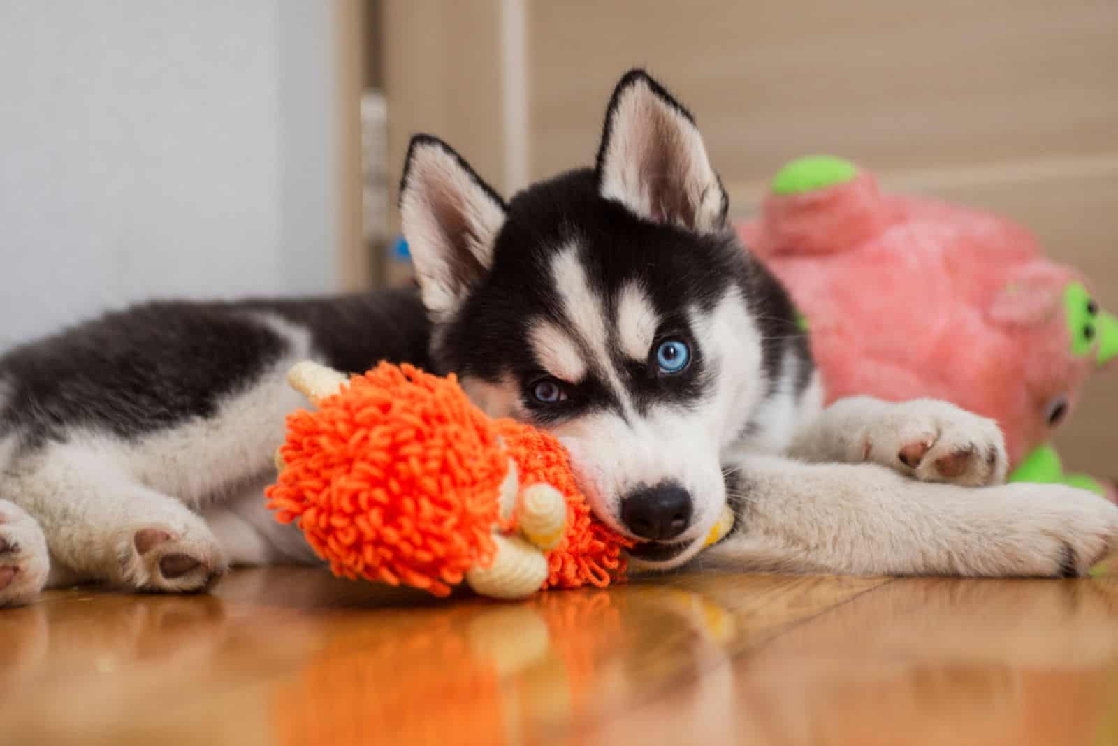 Top 9 Best Dog Beds For Rottweilers + Buyer’s Guide