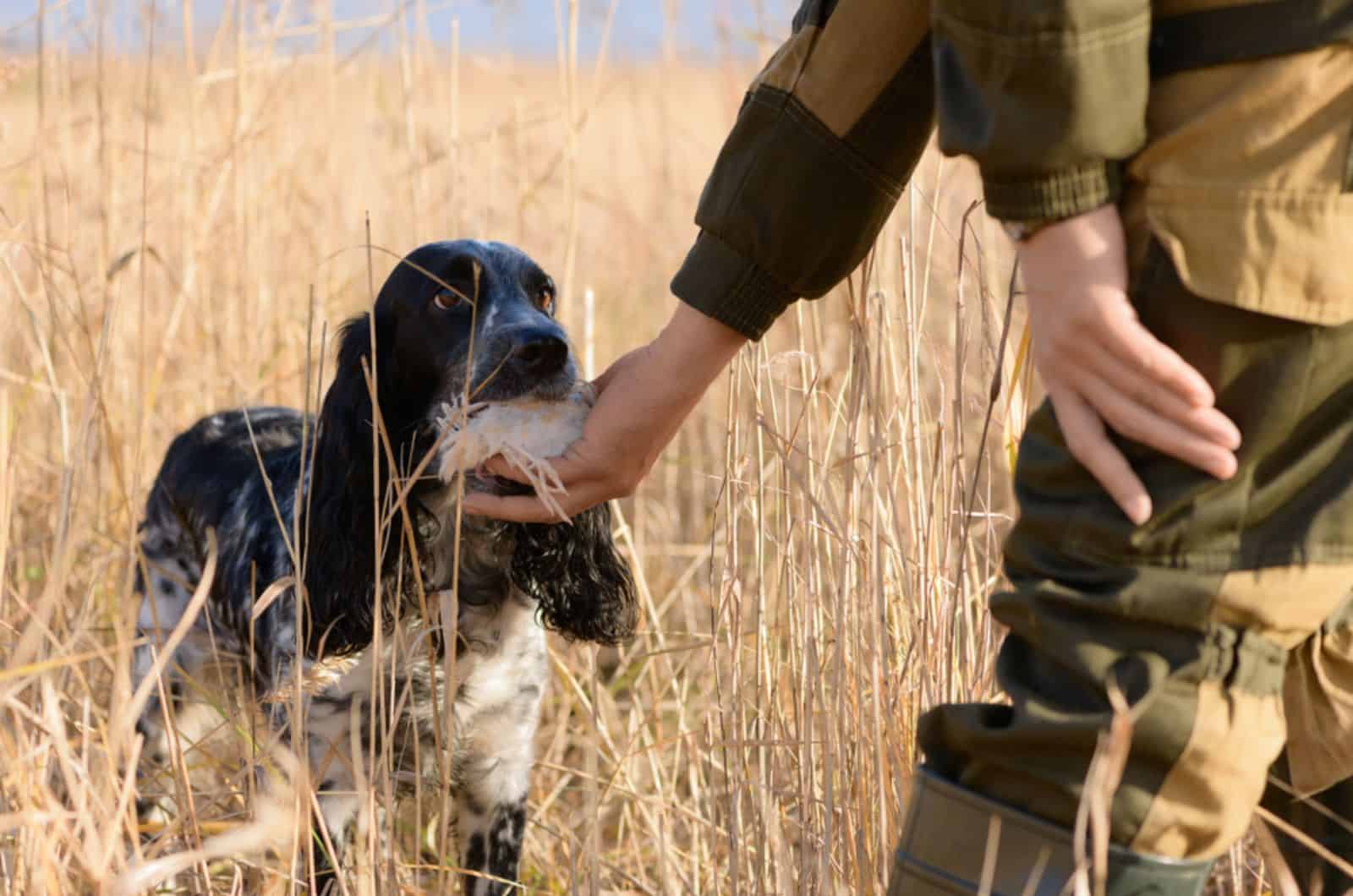 17 Best AKC Hunting Dog Breeds With Flawless Ethics