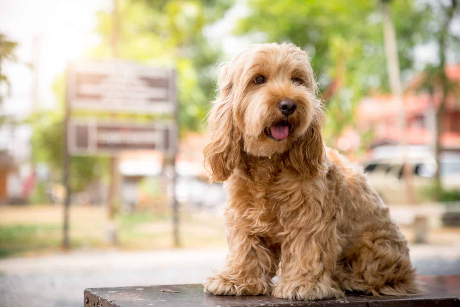 17 Best Cockapoo Breeders In The UK