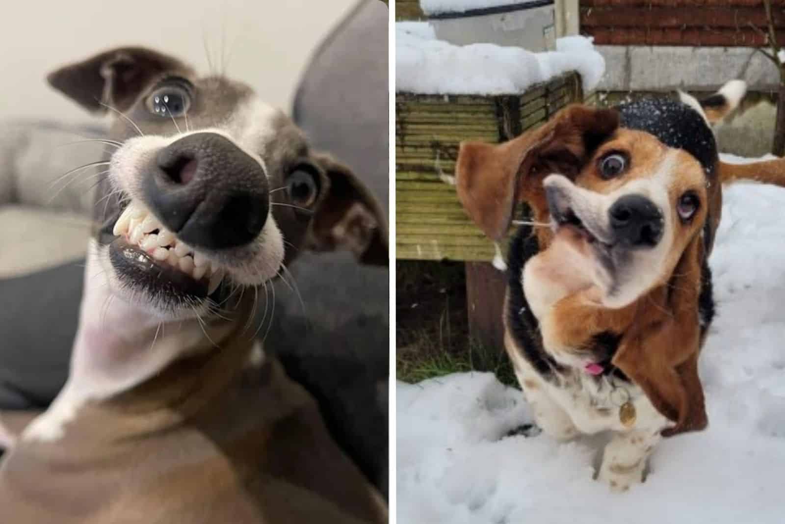 17 Dogs That Are Derpy And Darn Proud Of It