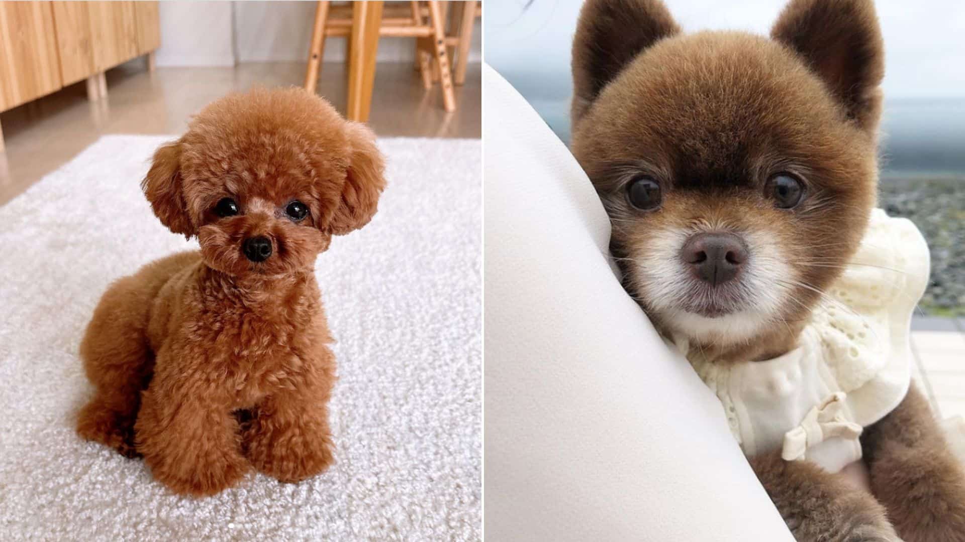 17 Dogs That Will Make You Wonder If They’re Really Dogs Or Teddy Bears