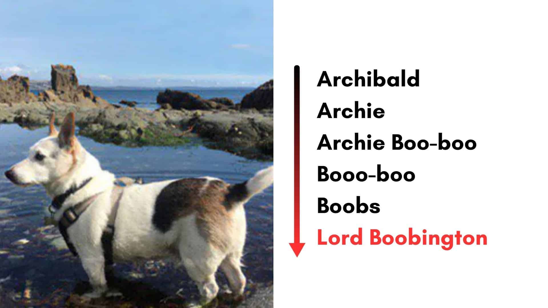 17 Times Dog Names Evolved To The Point It’s Too Funny To Handle