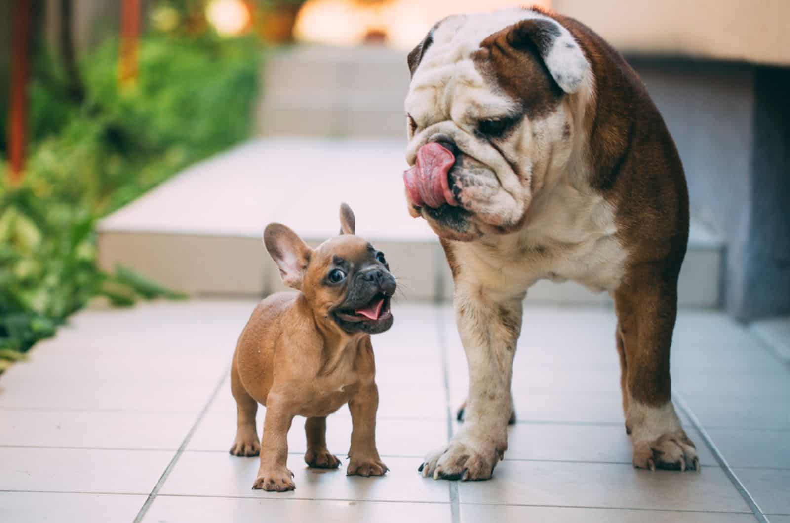 17 Types Of Bulldog Breeds Explained