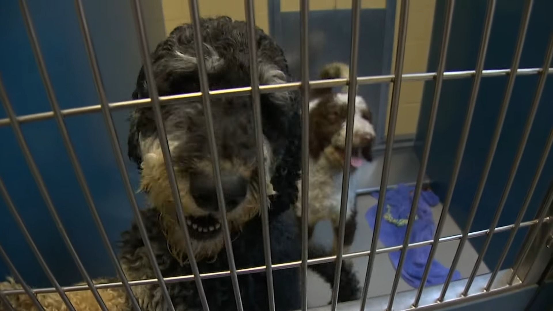 Rescuers Were Shocked When They Saw 18 Abandoned Doodle Dogs Living On The Streets