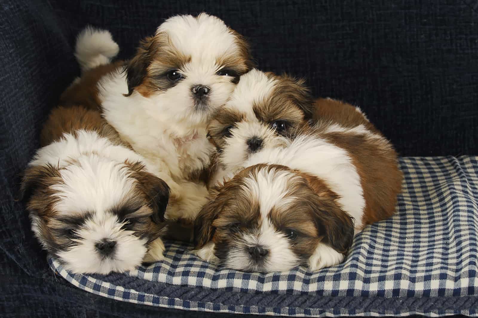 19 Best Shih Tzu Breeders In Florida