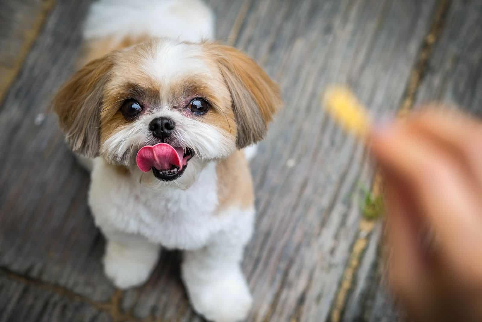 These 19 Dogs Didn’t Land On Their Faces, They’re Actually Brachycephalic