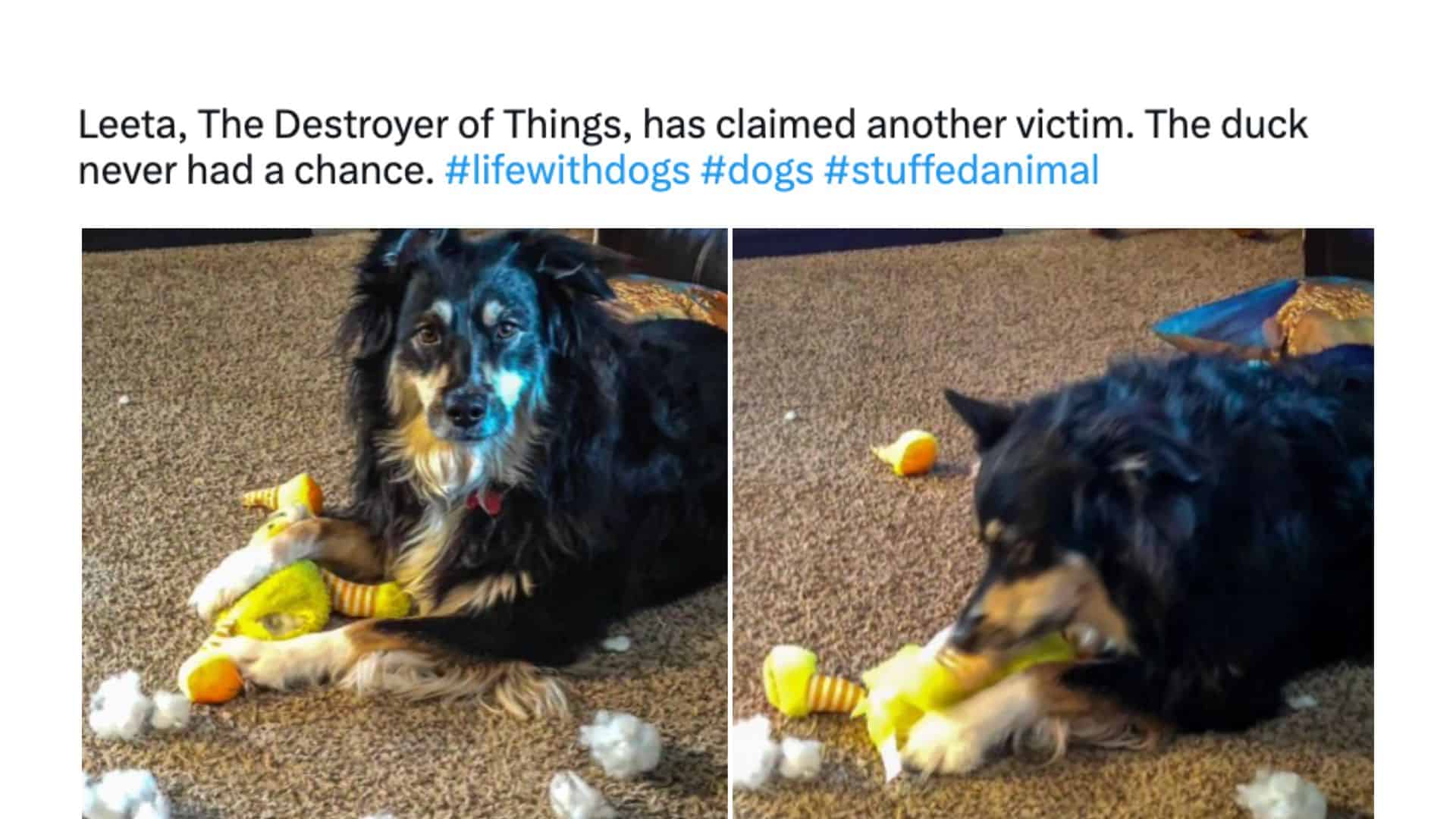 19 Funny Tweets That Show Life With Dogs Is Everything But Dull