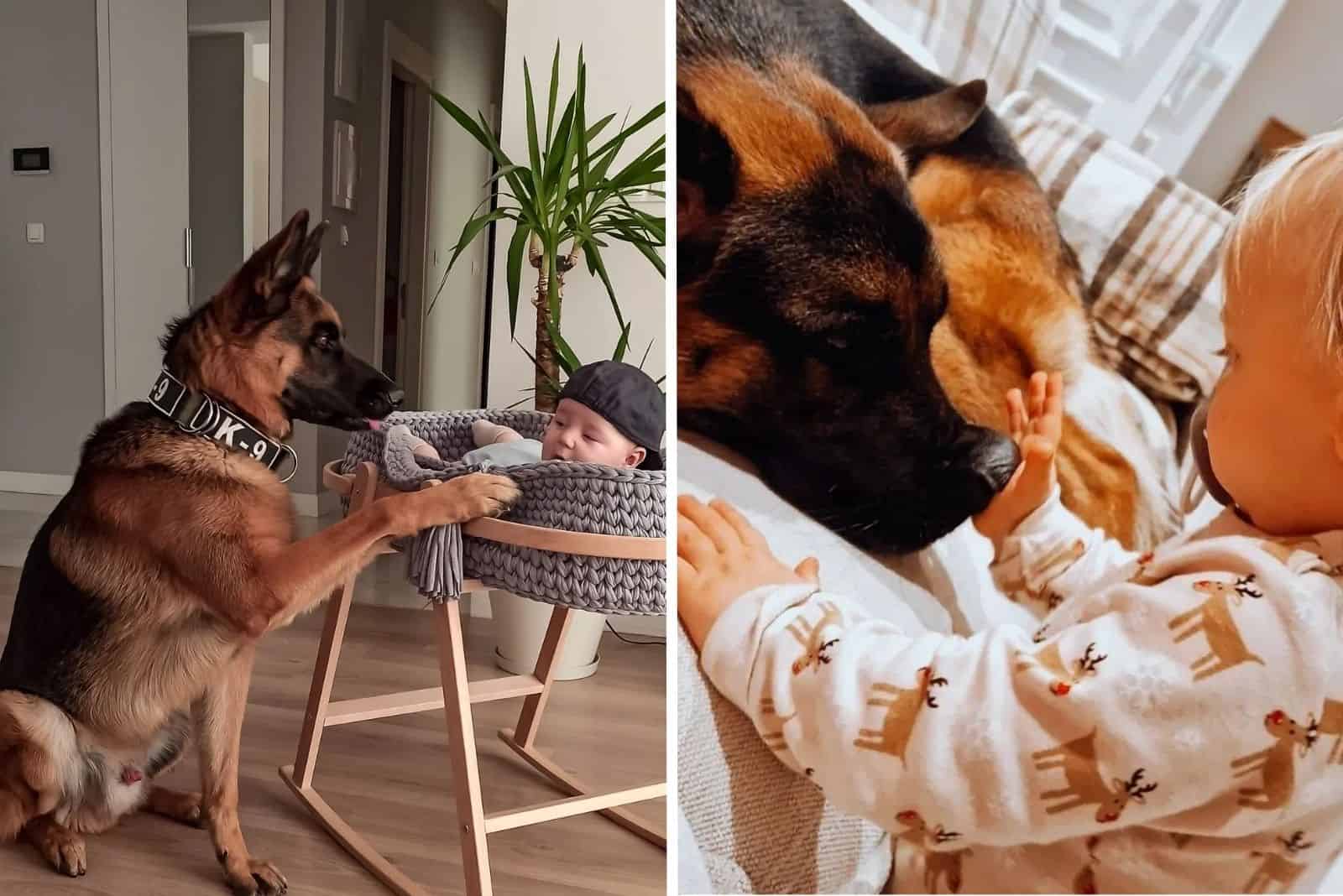 19 Photos That Show Us How Loving German Shepherds Are