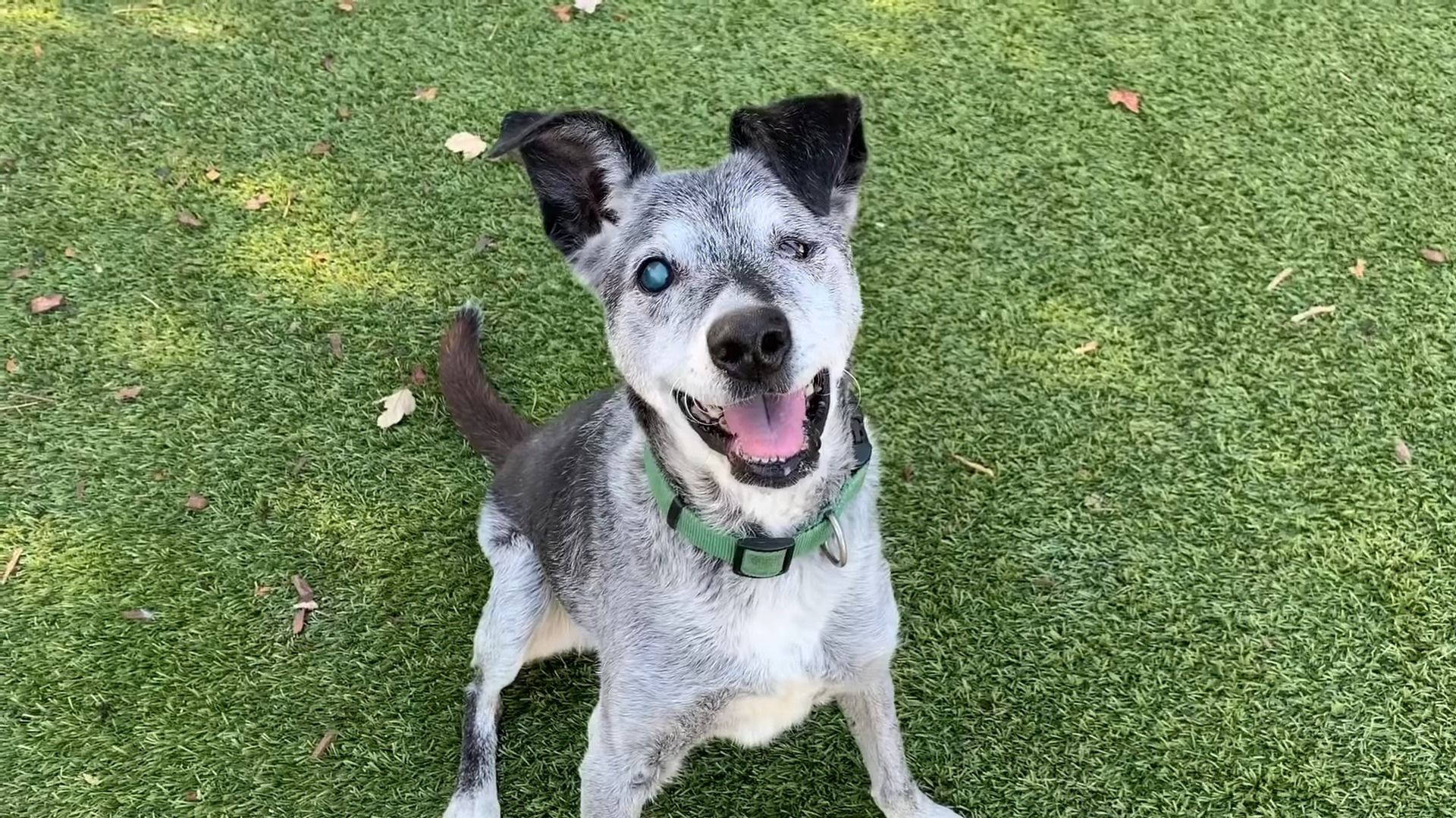 19-Year-Old Dog Learns What It Is Like To Be Loved Again After Being Adopted