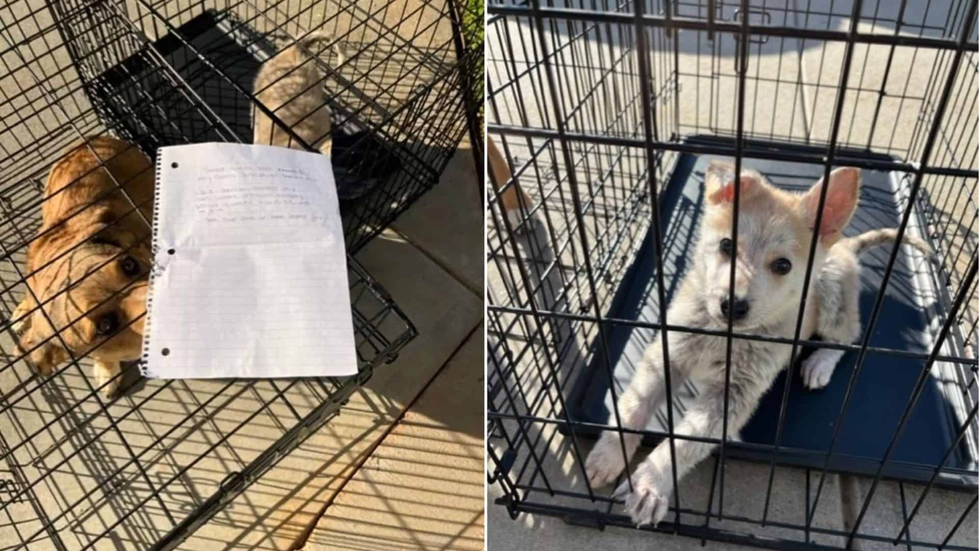 Shelter Staff Were Shocked To Find 2 Puppies Dumped Near The Entrance Along With A Note