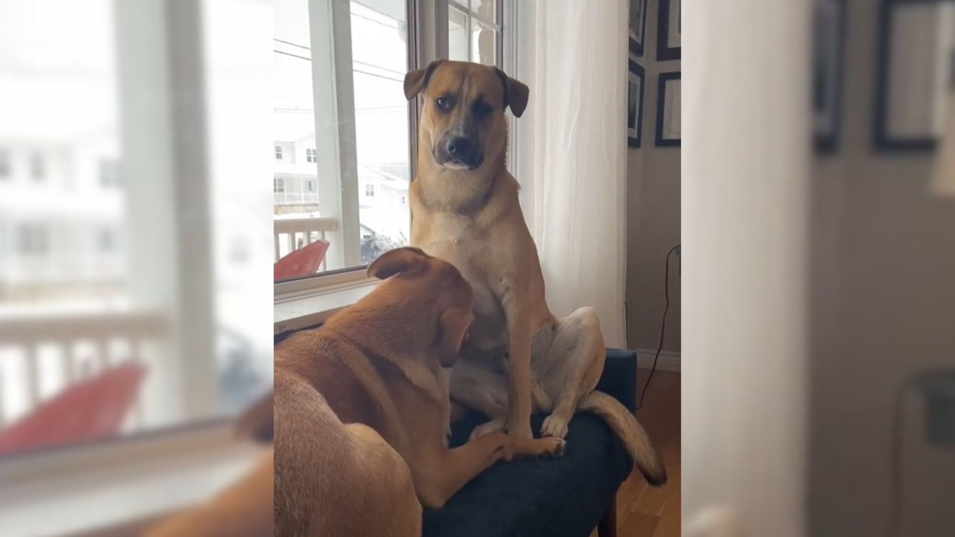 Dogs Rush To Warn Their Owner About The Upcoming Danger After Noticing Unusual Activity