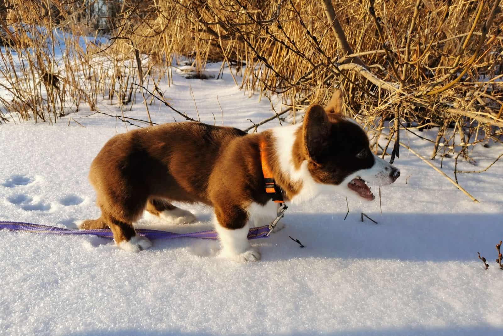 2.5 month old female puppy. Unformat - brown color with white paws and white breast