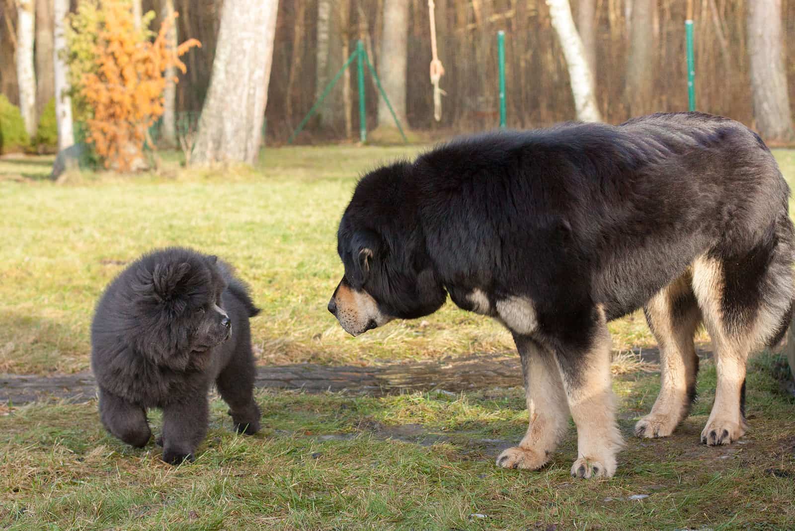 20 Chinese Dog Breeds—The Good, The Bad, And The Pugly