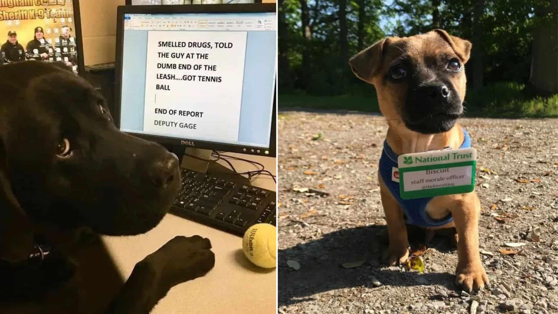 20 Dogs That Do An Incredible Job Every Day At Work