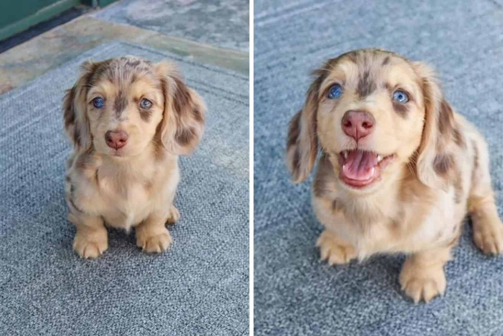 20 Amazingly Cute Photos Of Doggos Before And After Being Called A Good Boi