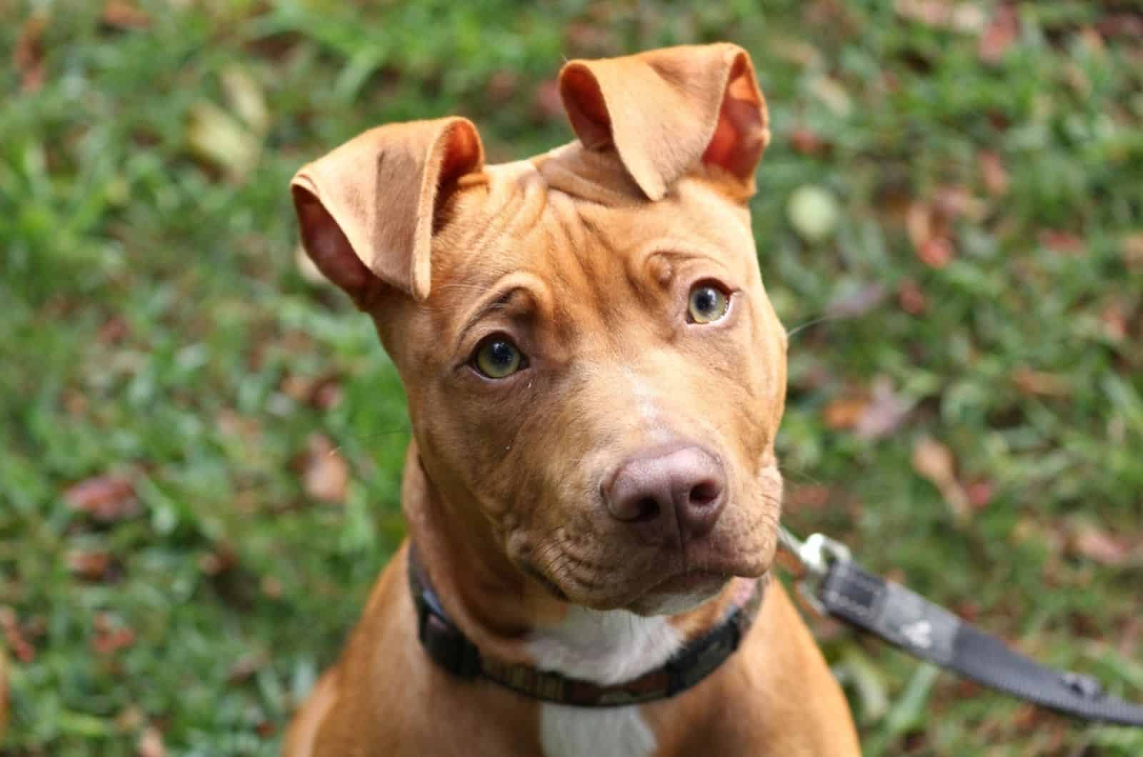 21 Dogs With Green Eyes You’ll Fall In Love With