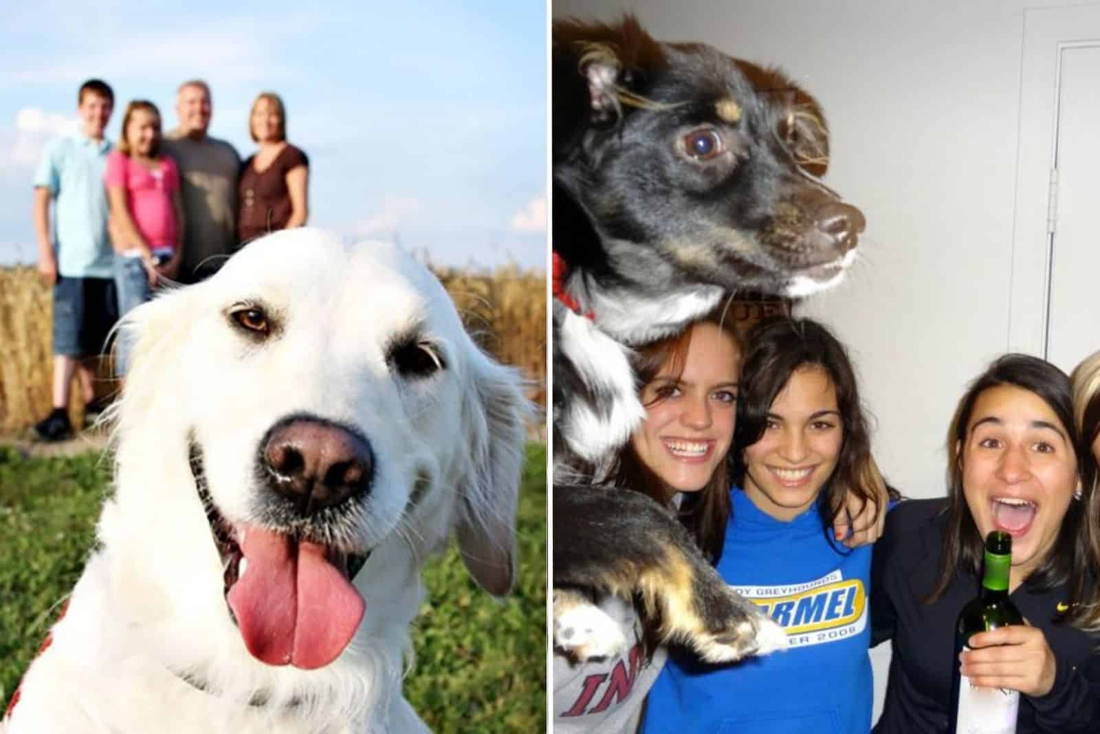 21 Most Hilarious Dog Photobombs Ever Happened