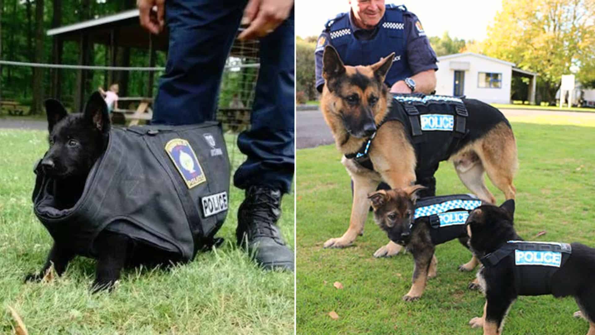 22 Police Pups That Want To Look Tough, But They’re Too Adorable To Handle