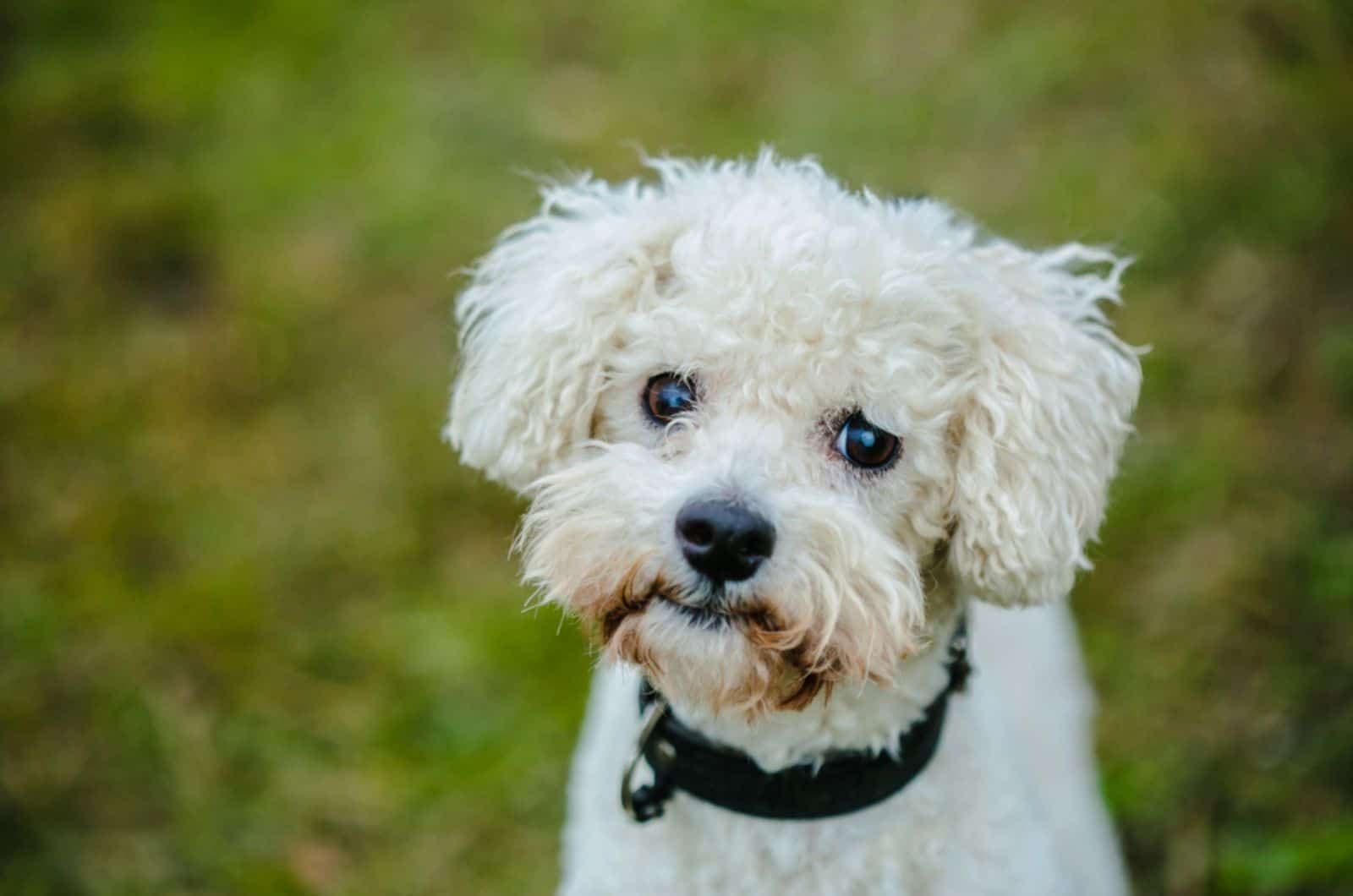 22 Small Curly-Haired Dogs You’ll Want To Cuddle