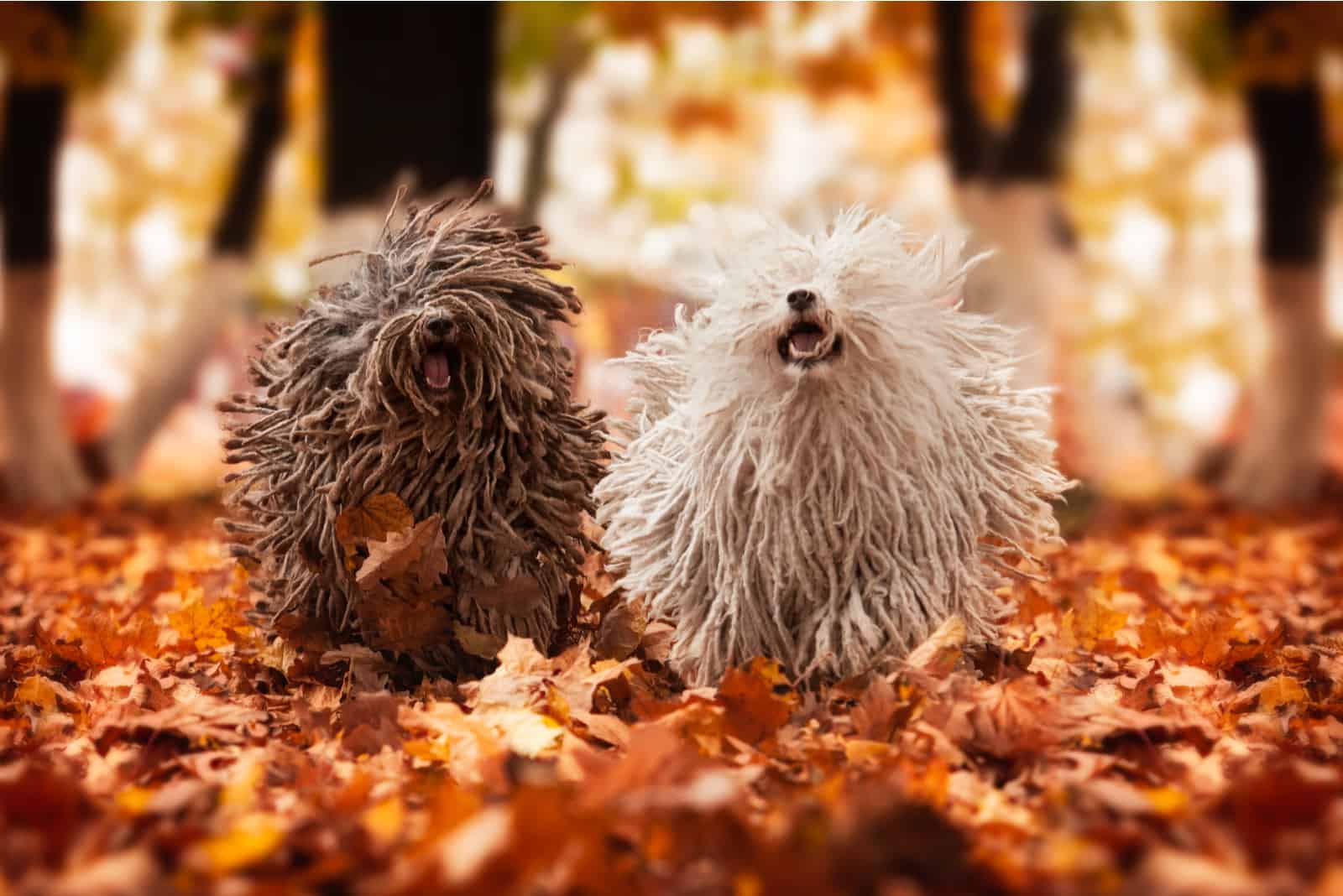 15 Weird Dog Breeds: Your Guide To The Weirdest Dogs Ever