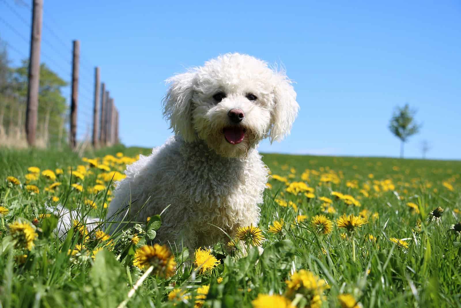 25 Best Poodle Mixes: Cuteness Alert
