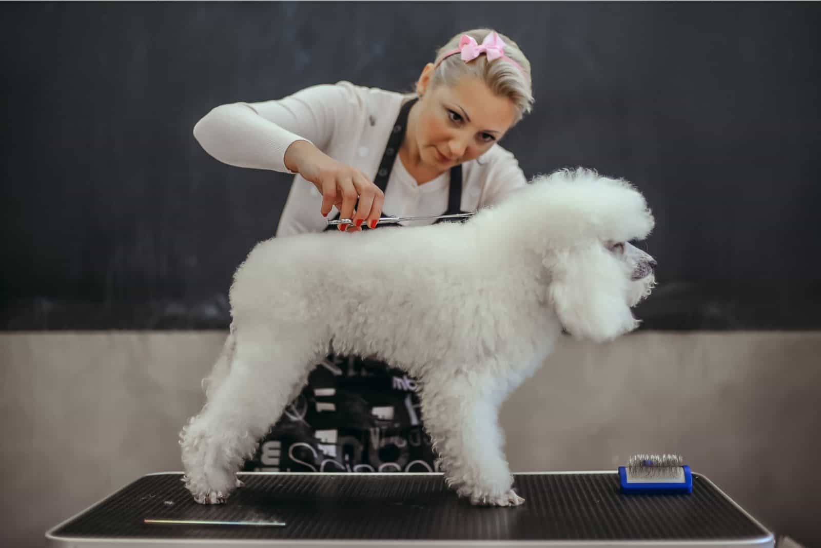 28 Poodle Haircuts That Will Make Your Pet Even Sweeter