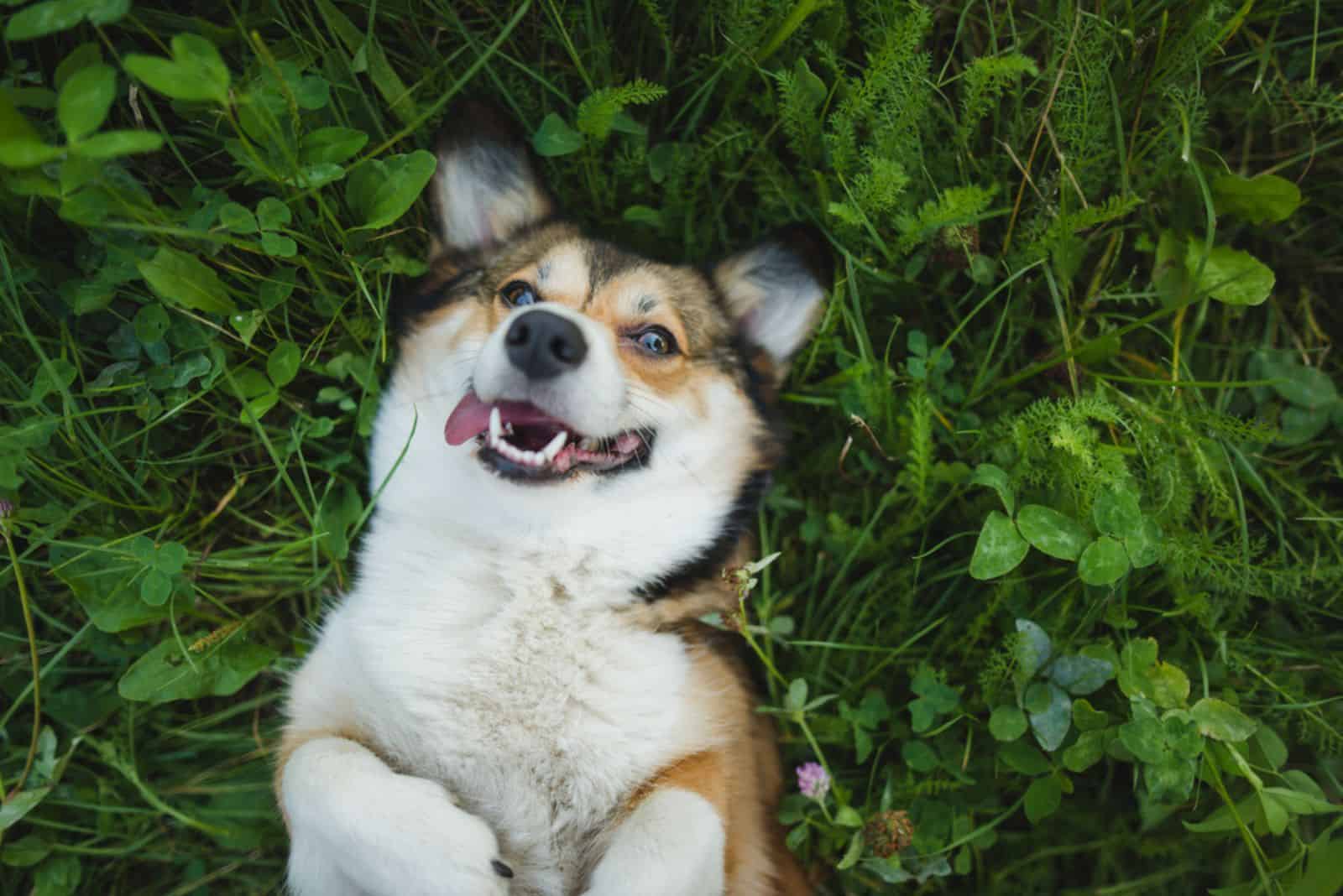 3 Short Lessons On Teaching Your Dog To Smile