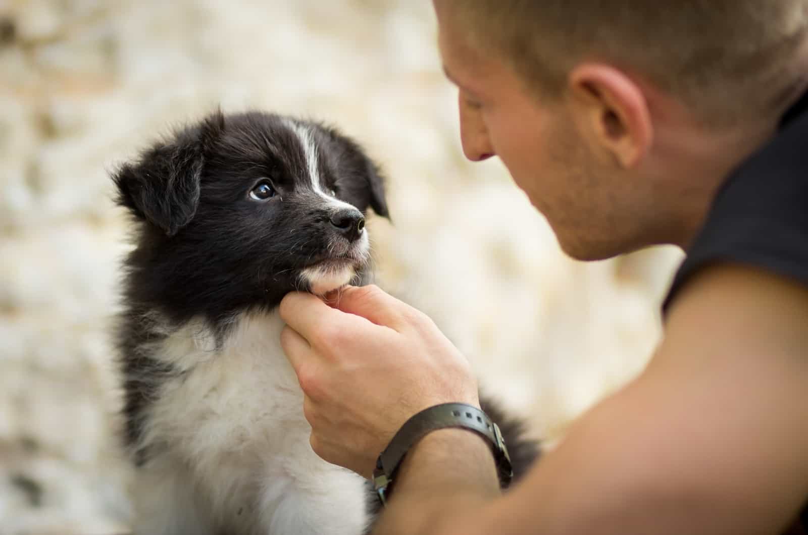 3 Steps To Stop A Puppy From Chewing On Walls