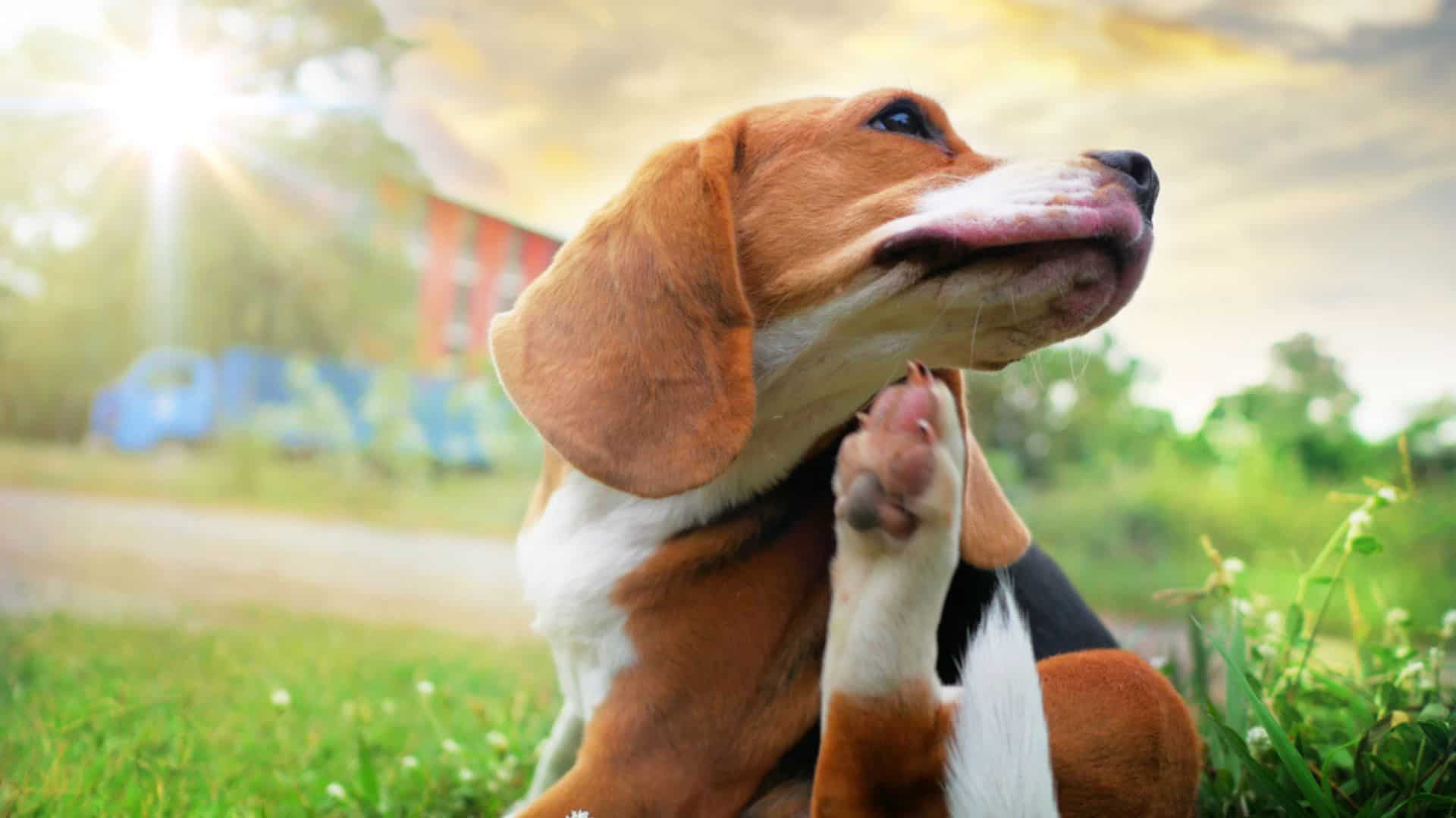 3 Unmistakable Signs Of Summer Allergies In Dogs And 5 Ways To Help