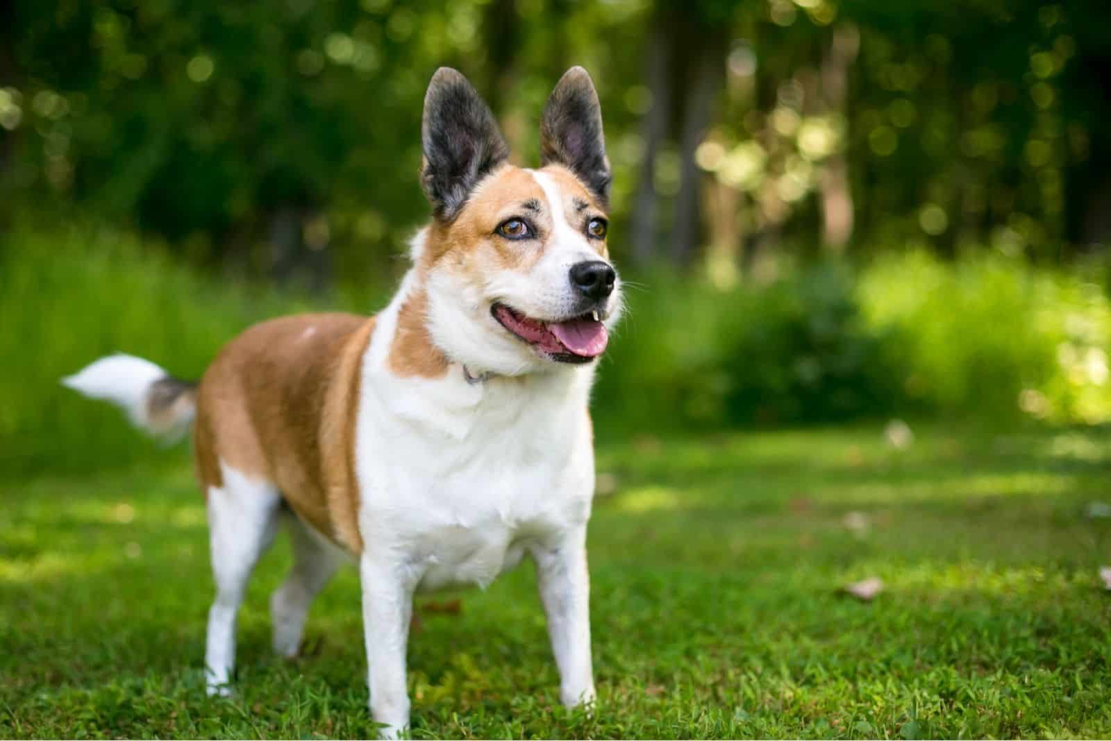 34 Adorable Corgi Mixes That Will Make You Go ‘Awwww!’