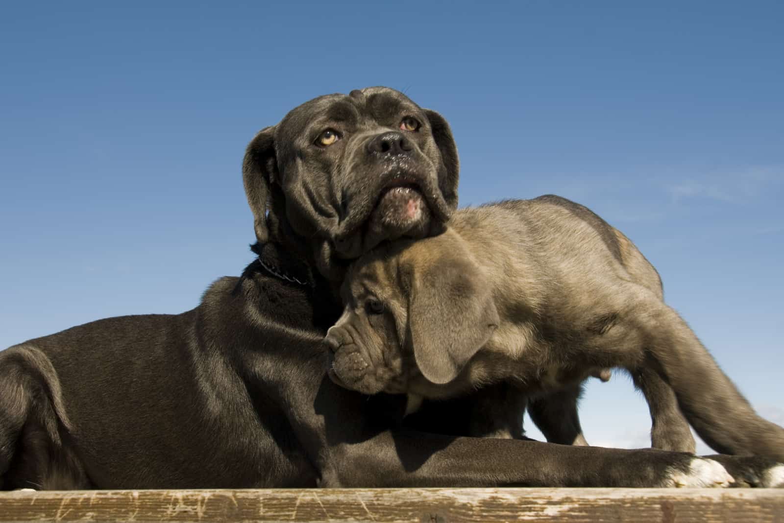 4 Reputable Cane Corso Breeders In South Carolina