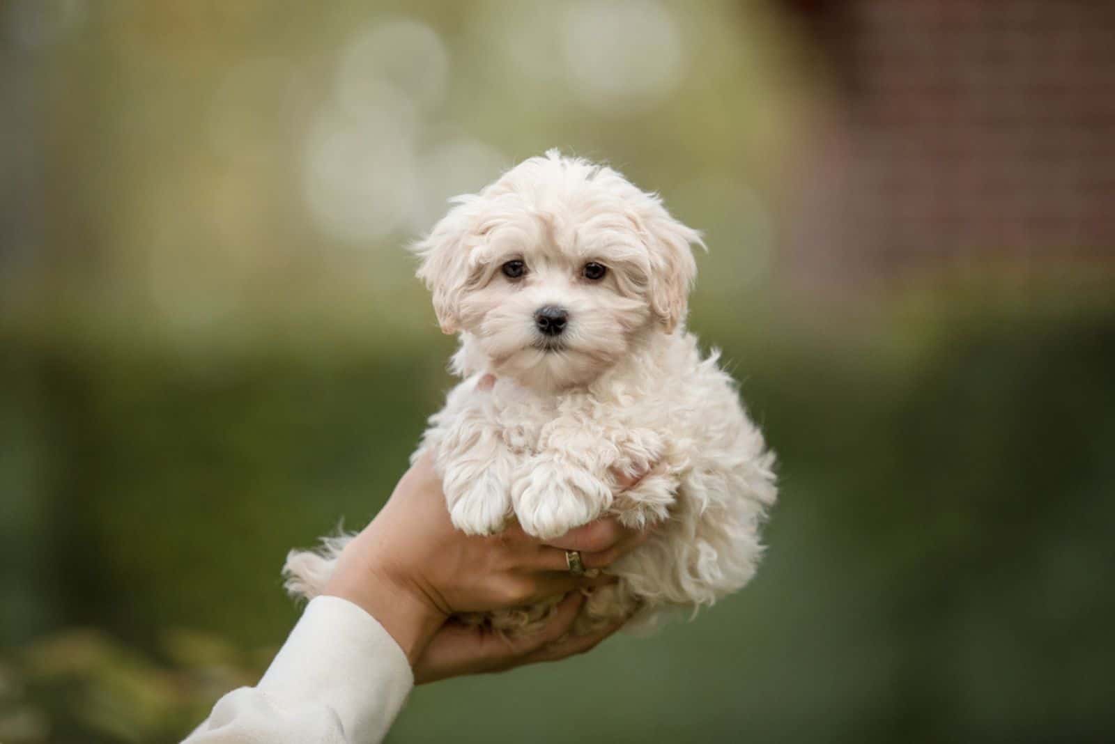 4 Things You MUST Know About The Teacup Maltipoo