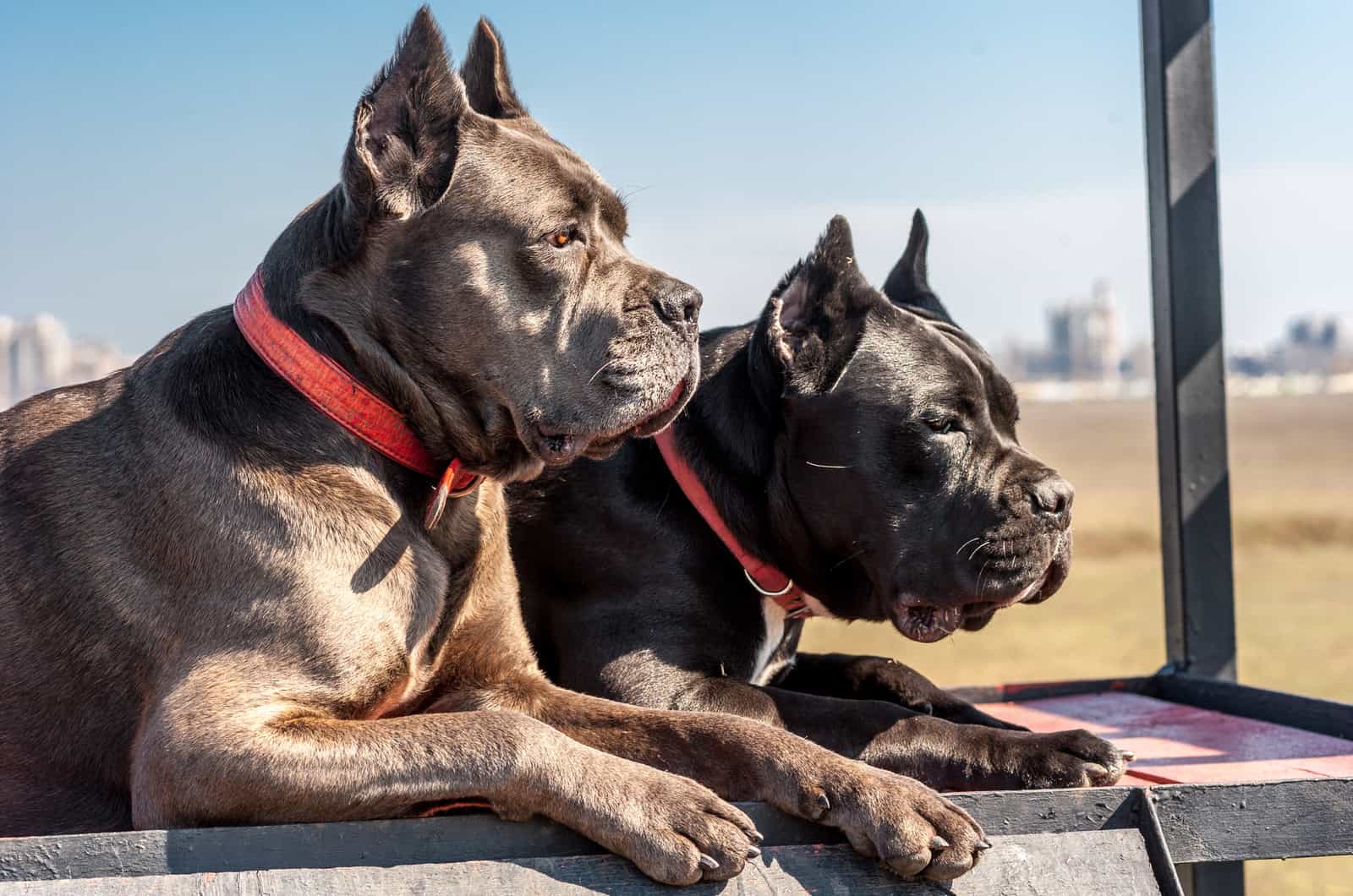 4 Top Cane Corso Breeders In Florida: Which One To Choose?