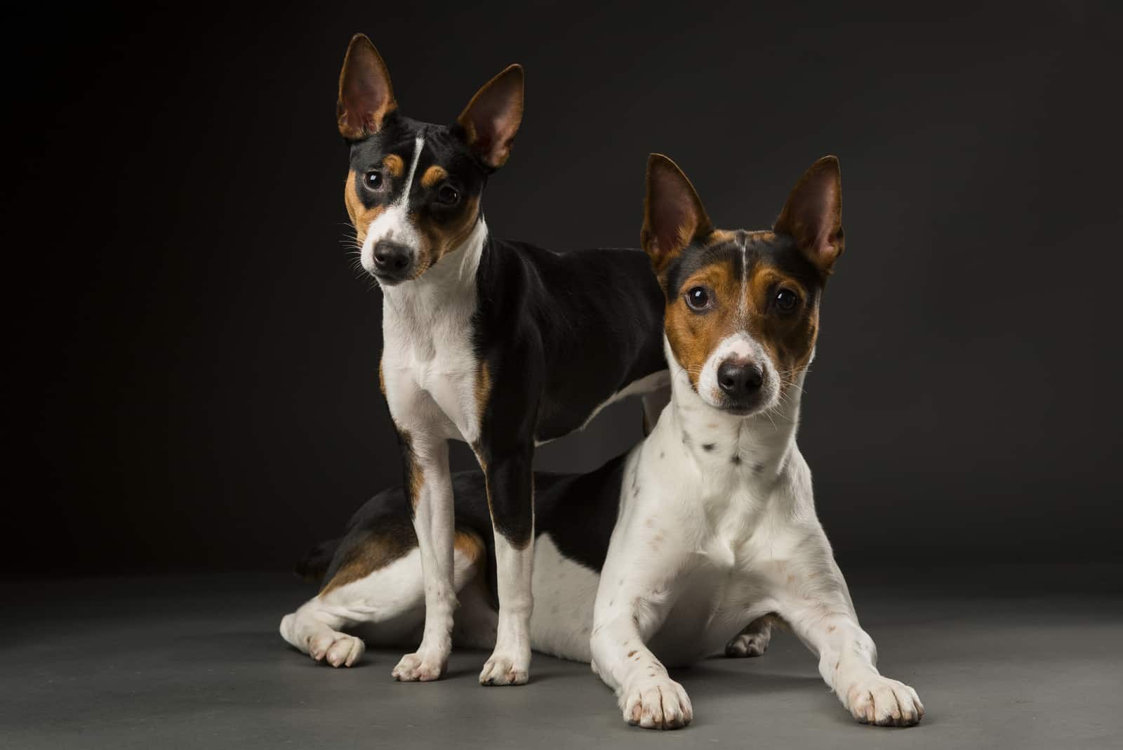 40 Rat Terrier Mixes You Never Thought Were Real