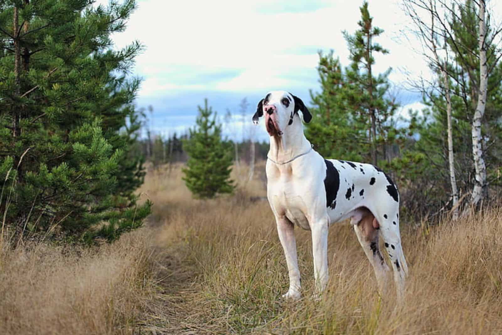 40 Incredible Great Dane Mixes That Will Leave You In Awe