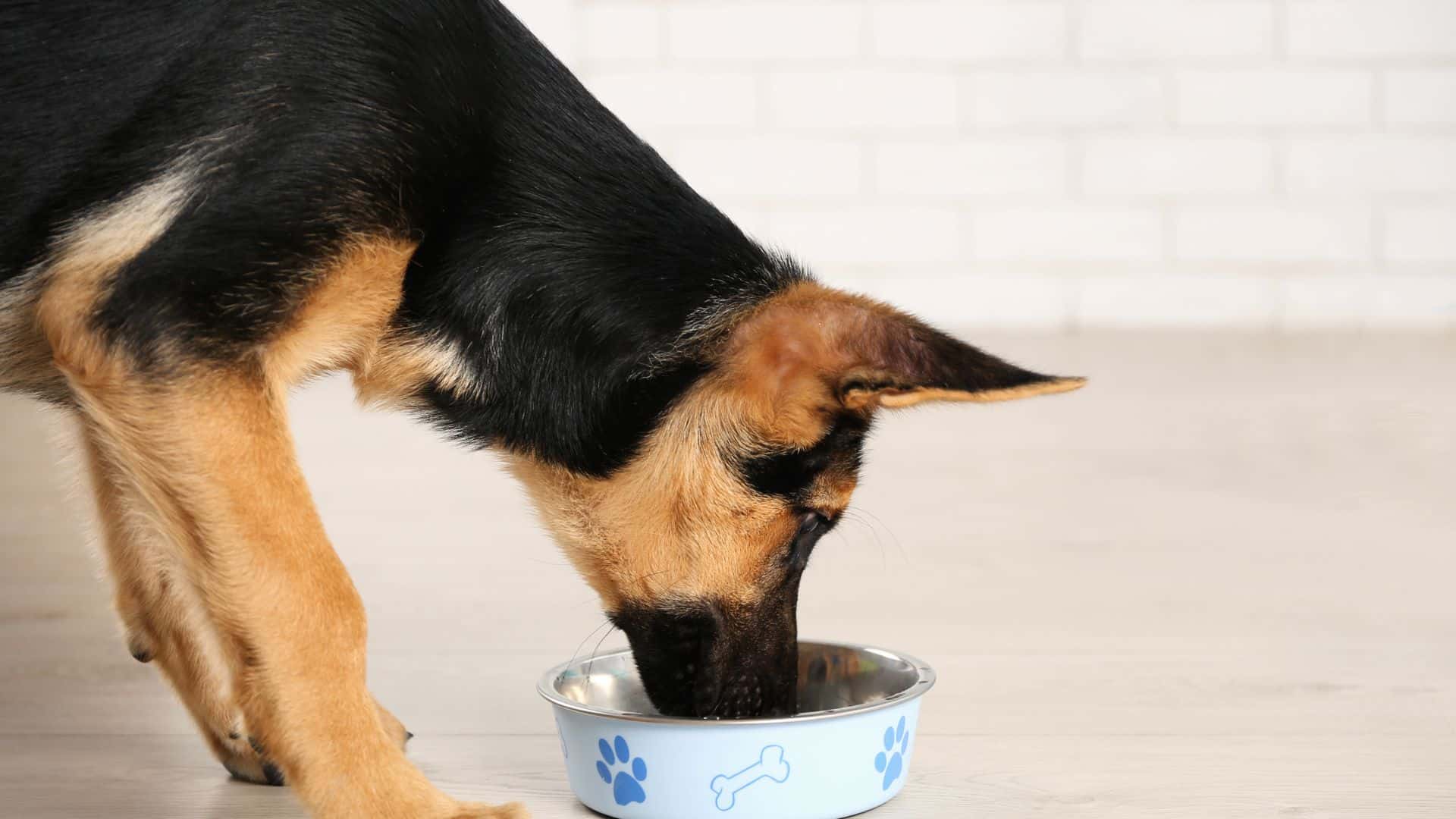 These 9 Toxic Foods Should Never Be Fed To A Dog