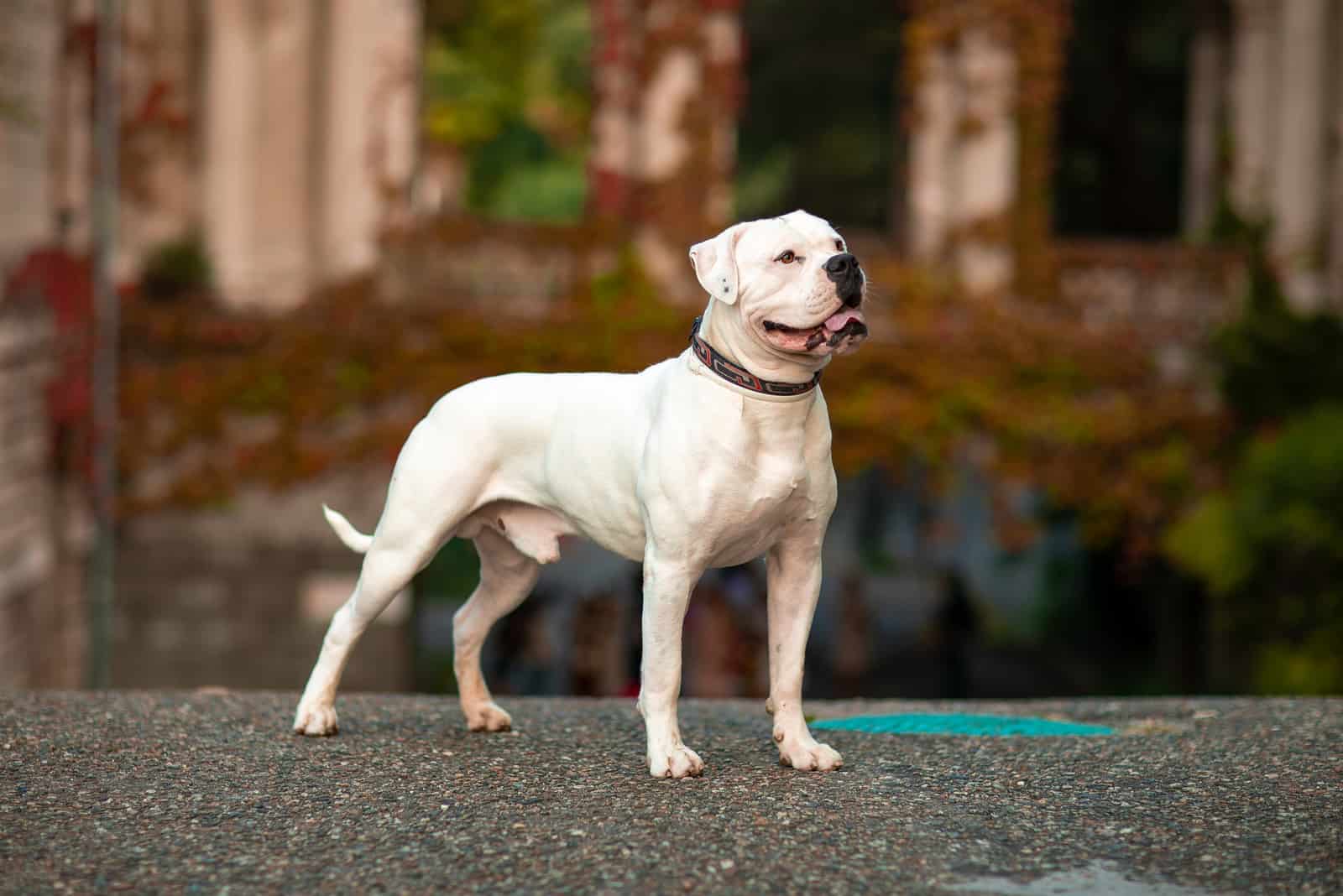 5 American Bully Mixes: Rare Breeds You’ve Got To Love