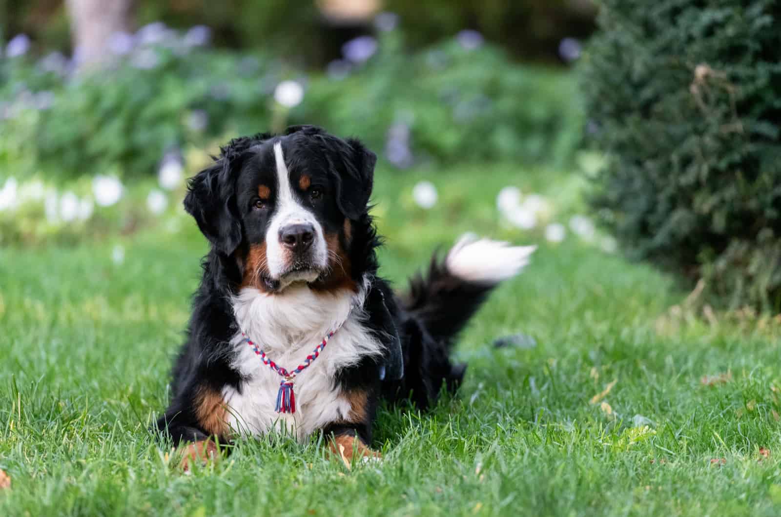 5 Best Bernese Mountain Dog Breeders In The UK