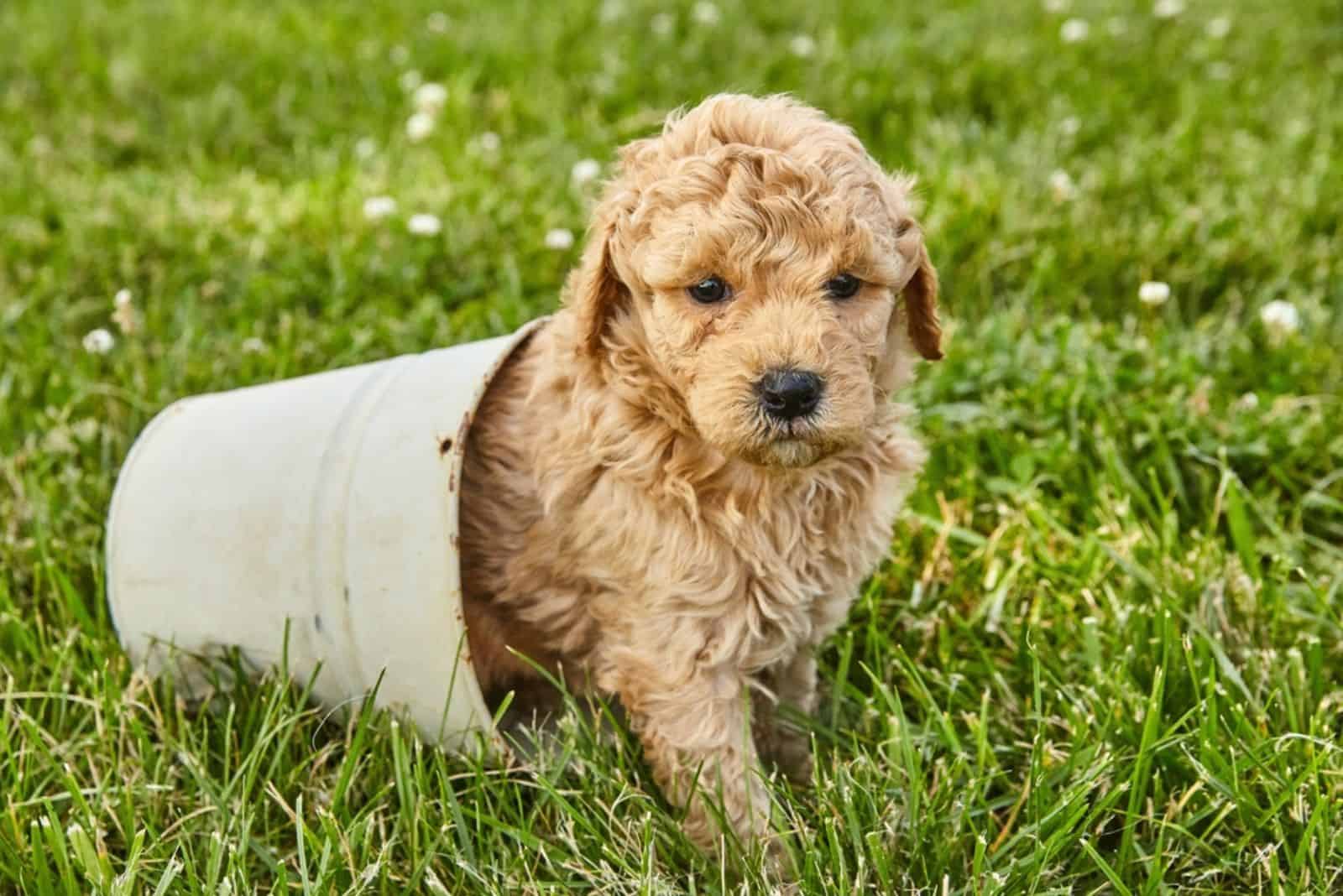 5 Best Goldendoodle Breeders In Illinois