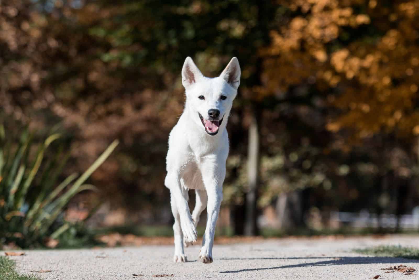 5 Canaan Dog Breeders Need Your Help To Make The Breed Famous