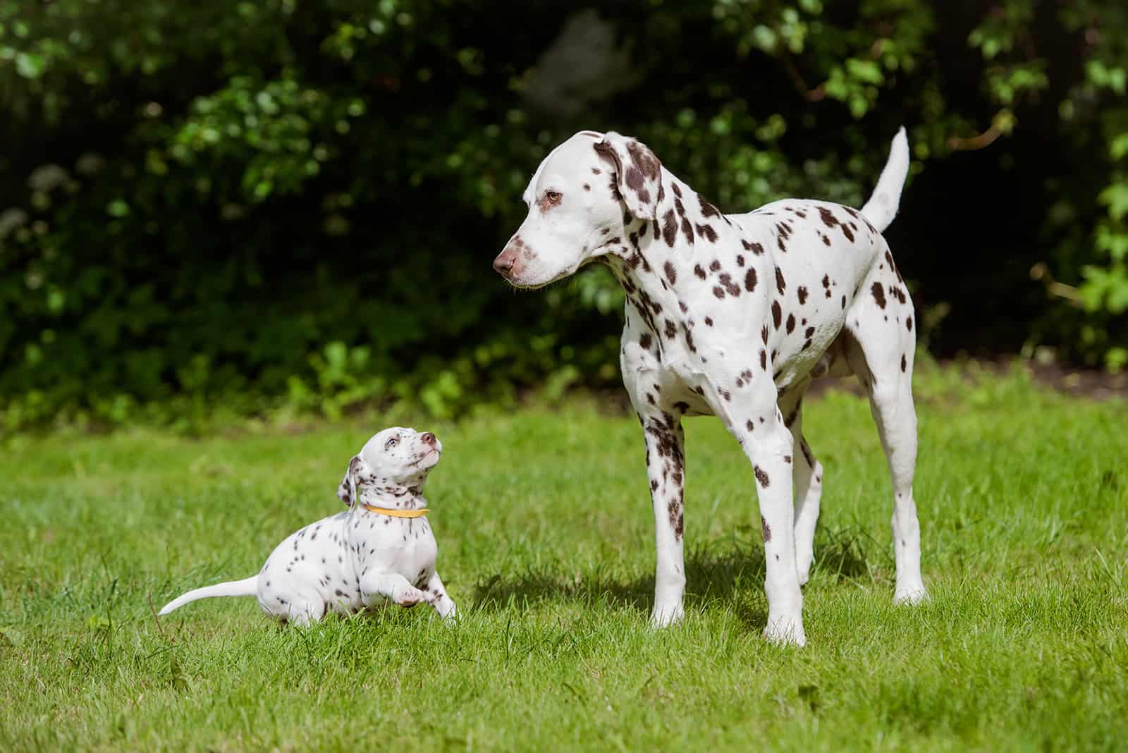 5 Dalmatian Breeders In Ontario: Spot The Best Breeders